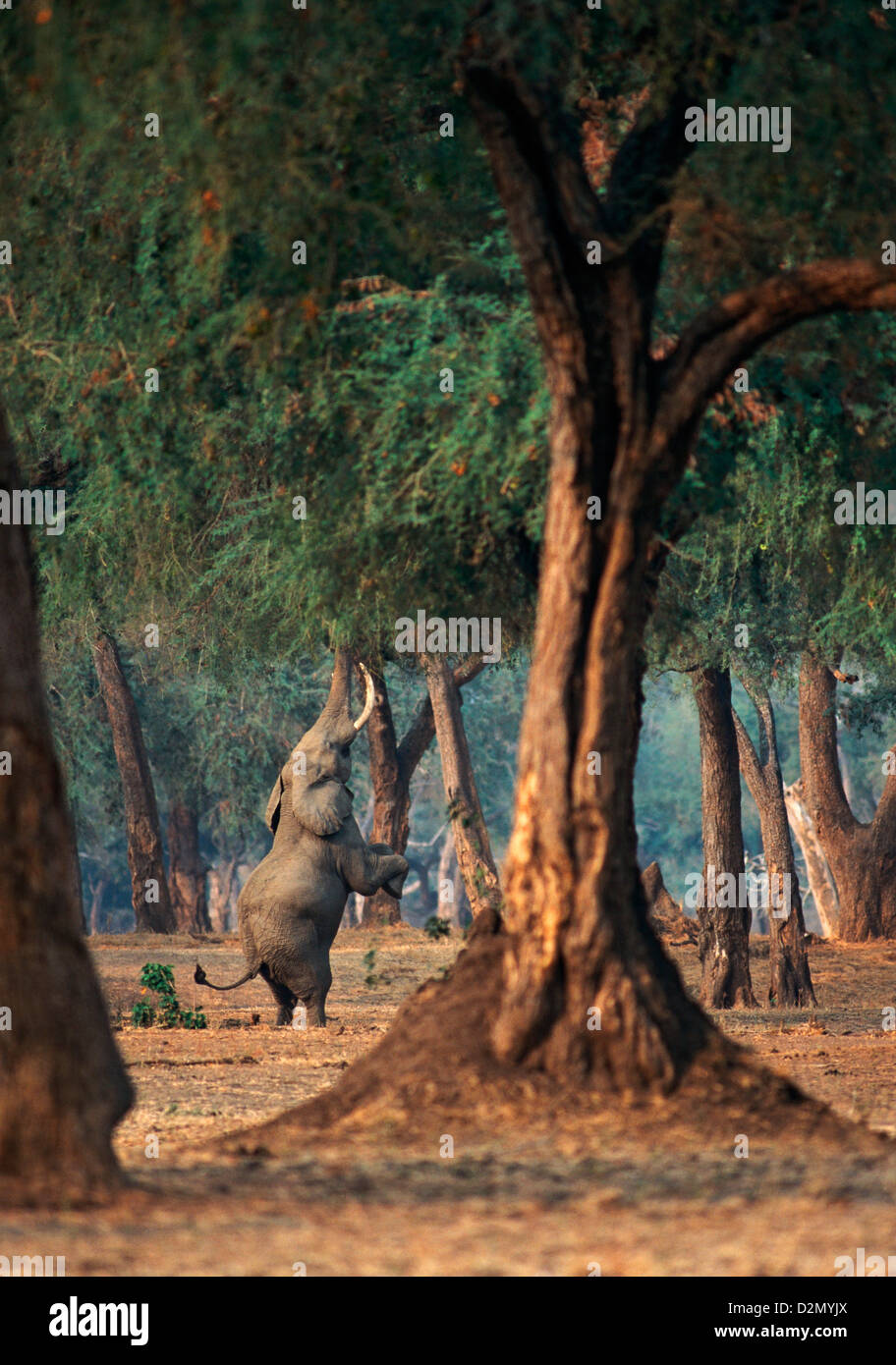 L'éléphant d'Afrique (loxodonta africana) se tient sur ses deux pattes arrière, se nourrissant d'un acacia, drôle, Mana pools National Park, Zimbabwe - Afrique Banque D'Images