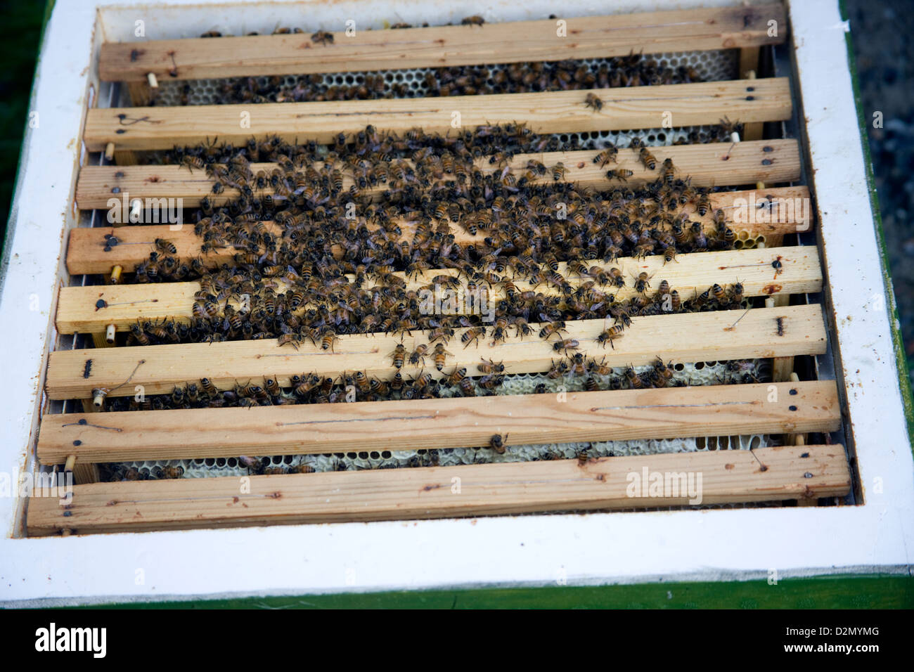 Les abeilles, Apis mellifera, sur les cadres dans la ruche. Banque D'Images