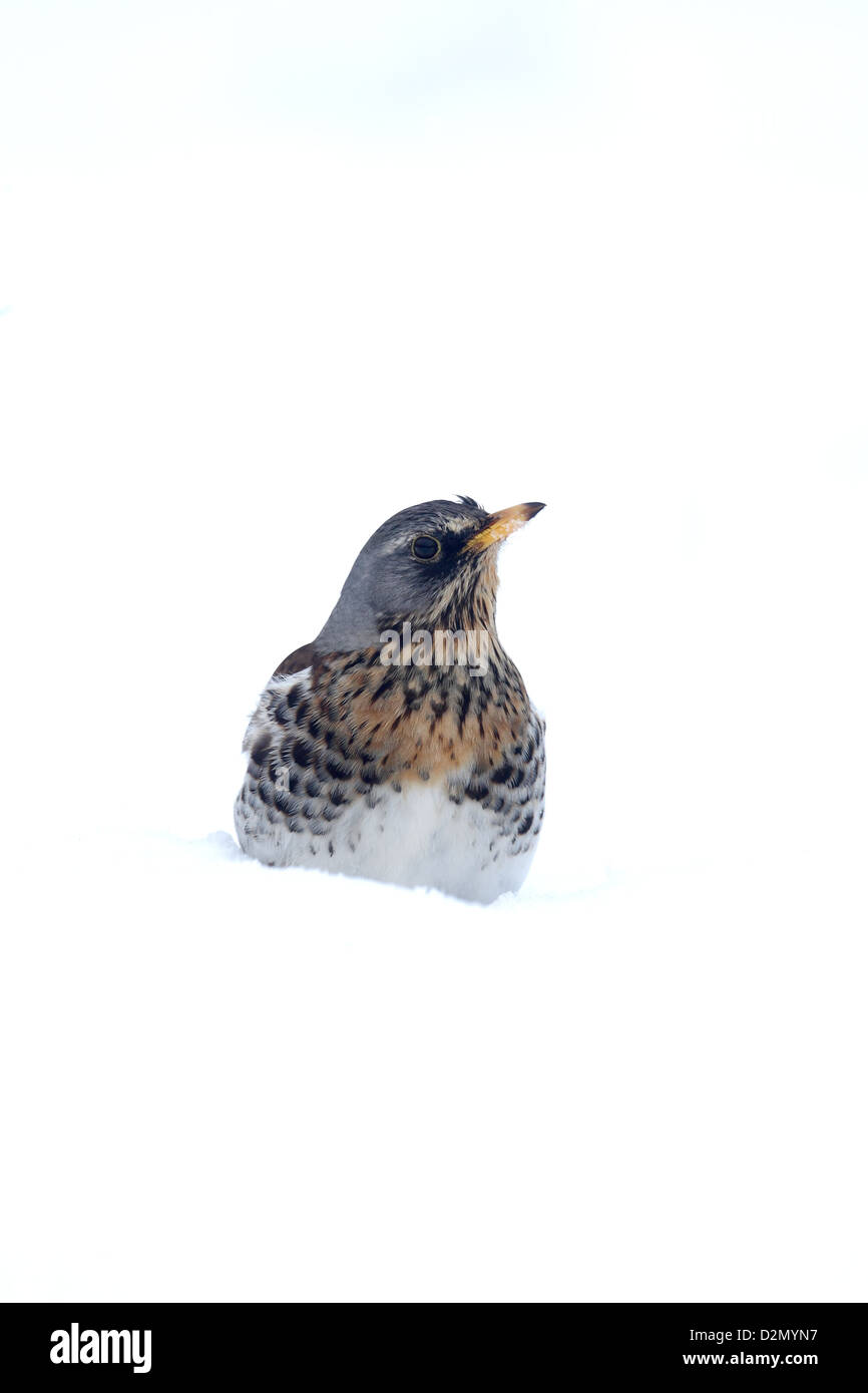 F, Turdus Fieldfare, seul oiseau dans la neige, dans le Warwickshire, Janvier 2013 Banque D'Images