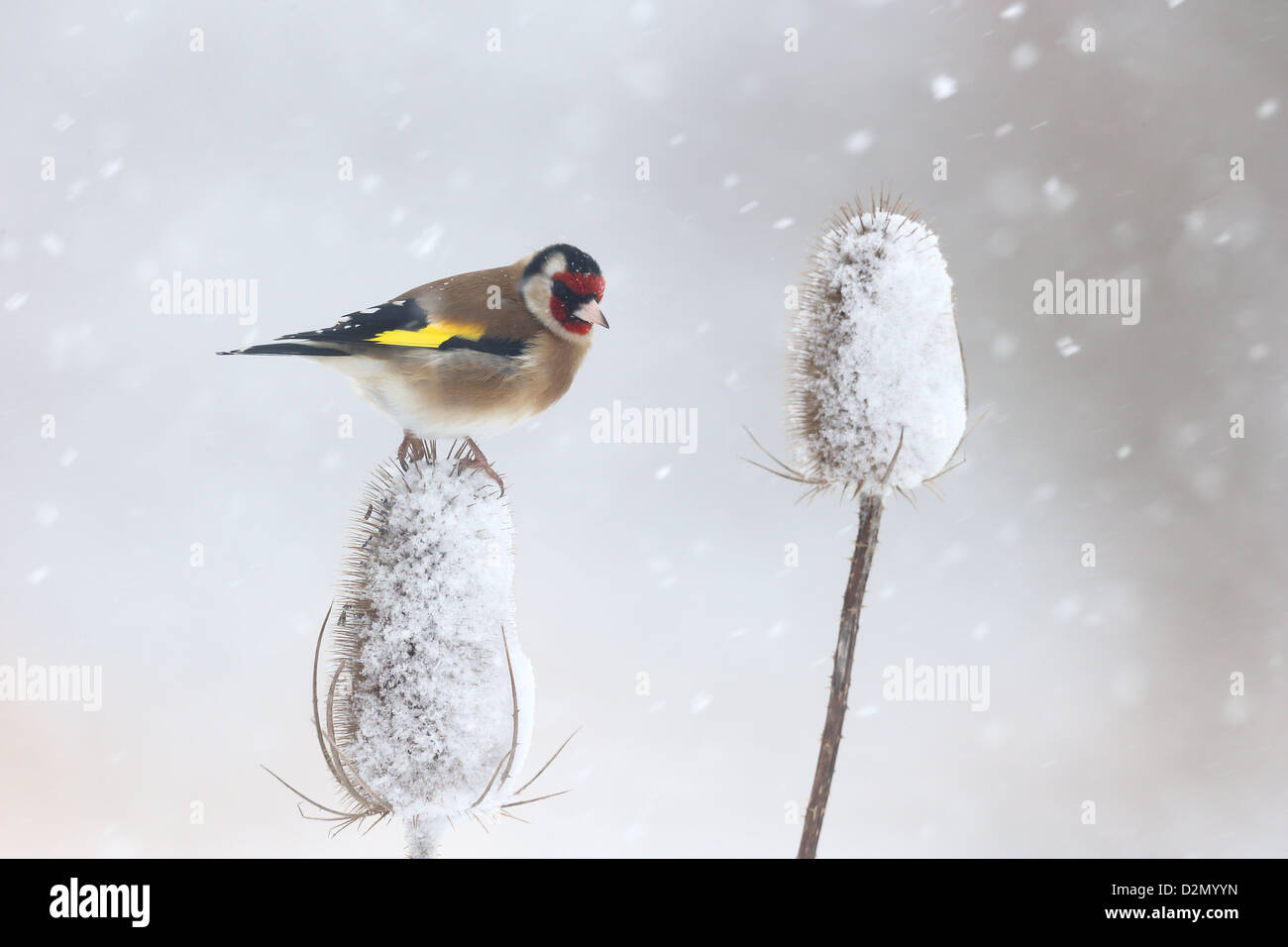 Chardonneret, Carduelis carduelis, seul oiseau sur Cardère dans la neige, dans le Warwickshire, Janvier 2013 Banque D'Images