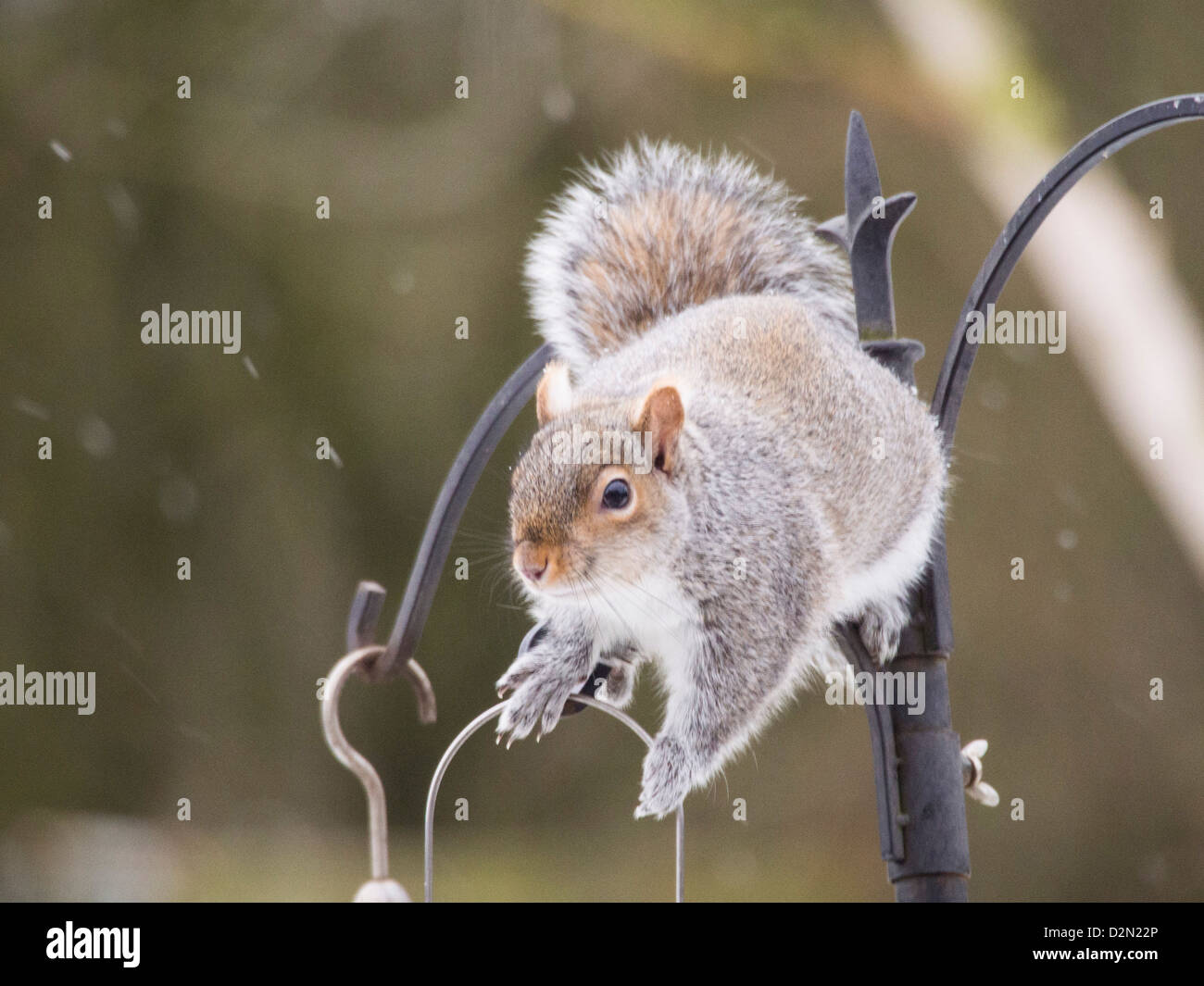 Un écureuil gris (Sciurus carolinensis) sur un jardin convoyeur en Clitheroe, Lancashire, Royaume-Uni. Banque D'Images