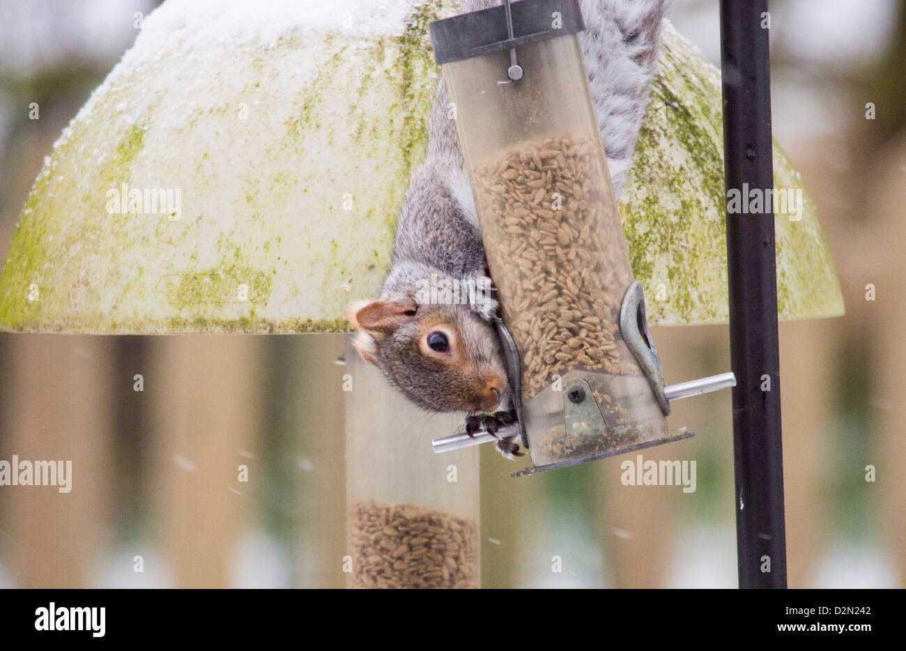 Un écureuil gris (Sciurus carolinensis) sur un jardin convoyeur en Clitheroe, Lancashire, Royaume-Uni. Banque D'Images