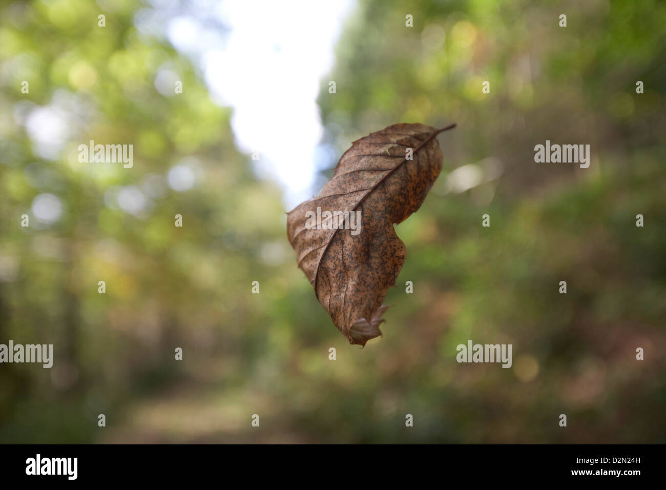 Feuille d'automne voler à travers forêt, feuilles d'automne tombant d'un arbre, forêt de Dean, au Royaume-Uni. Banque D'Images