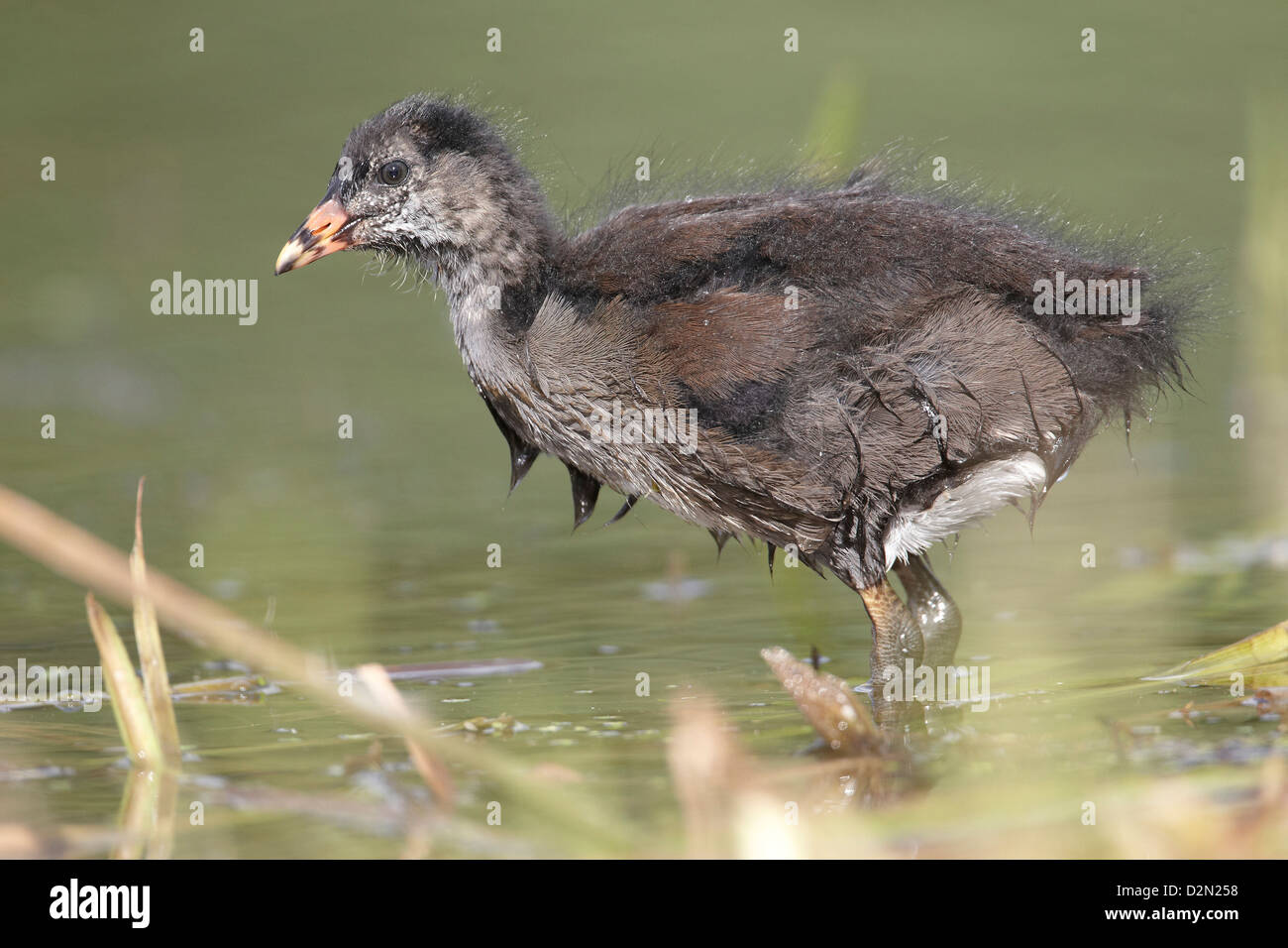 Gallinule poule-d'eau Gallinula chloropus, Poussin, UK Banque D'Images