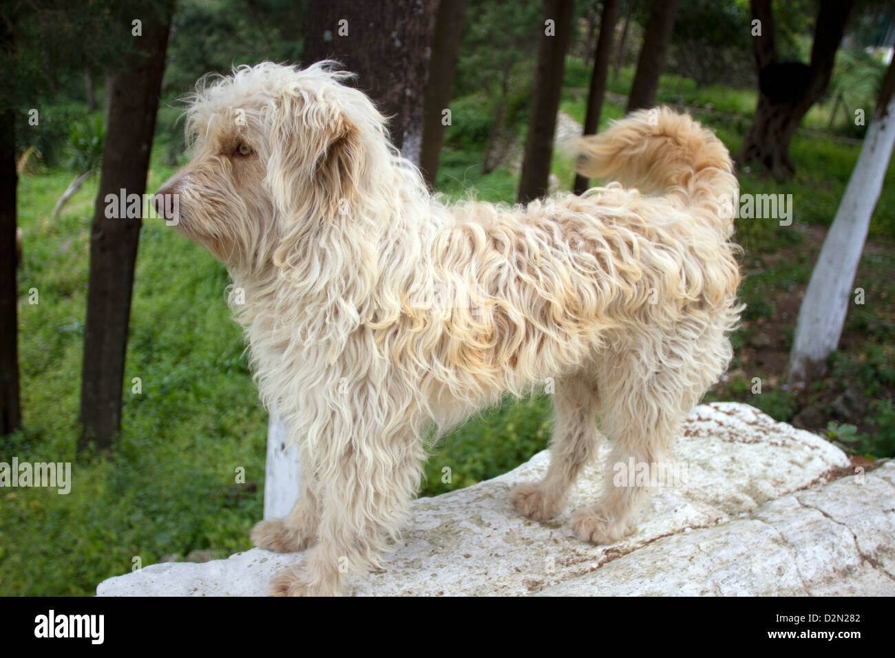 Chien de garde de moutons Banque D'Images