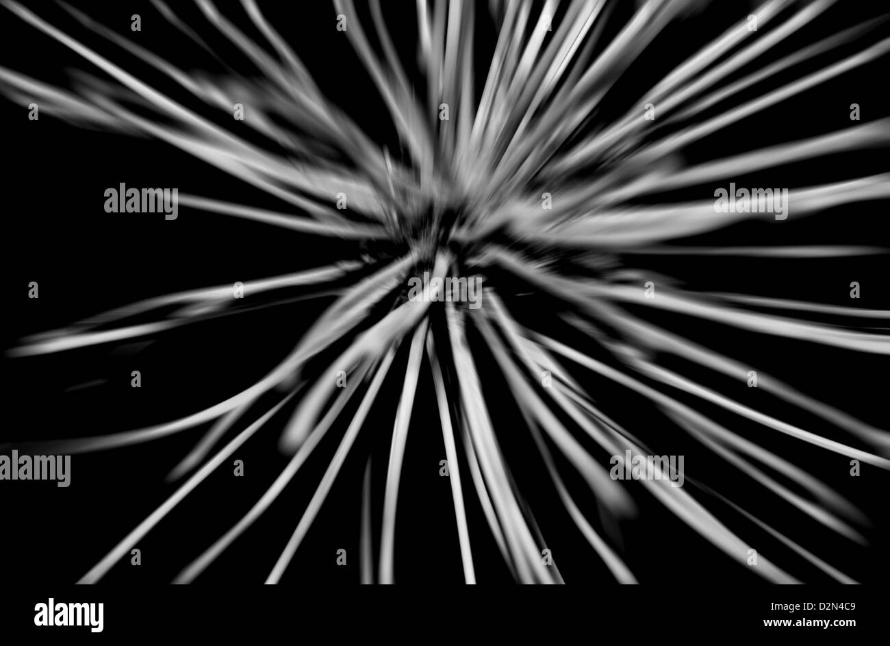 Ombelle sec abstract Banque D'Images