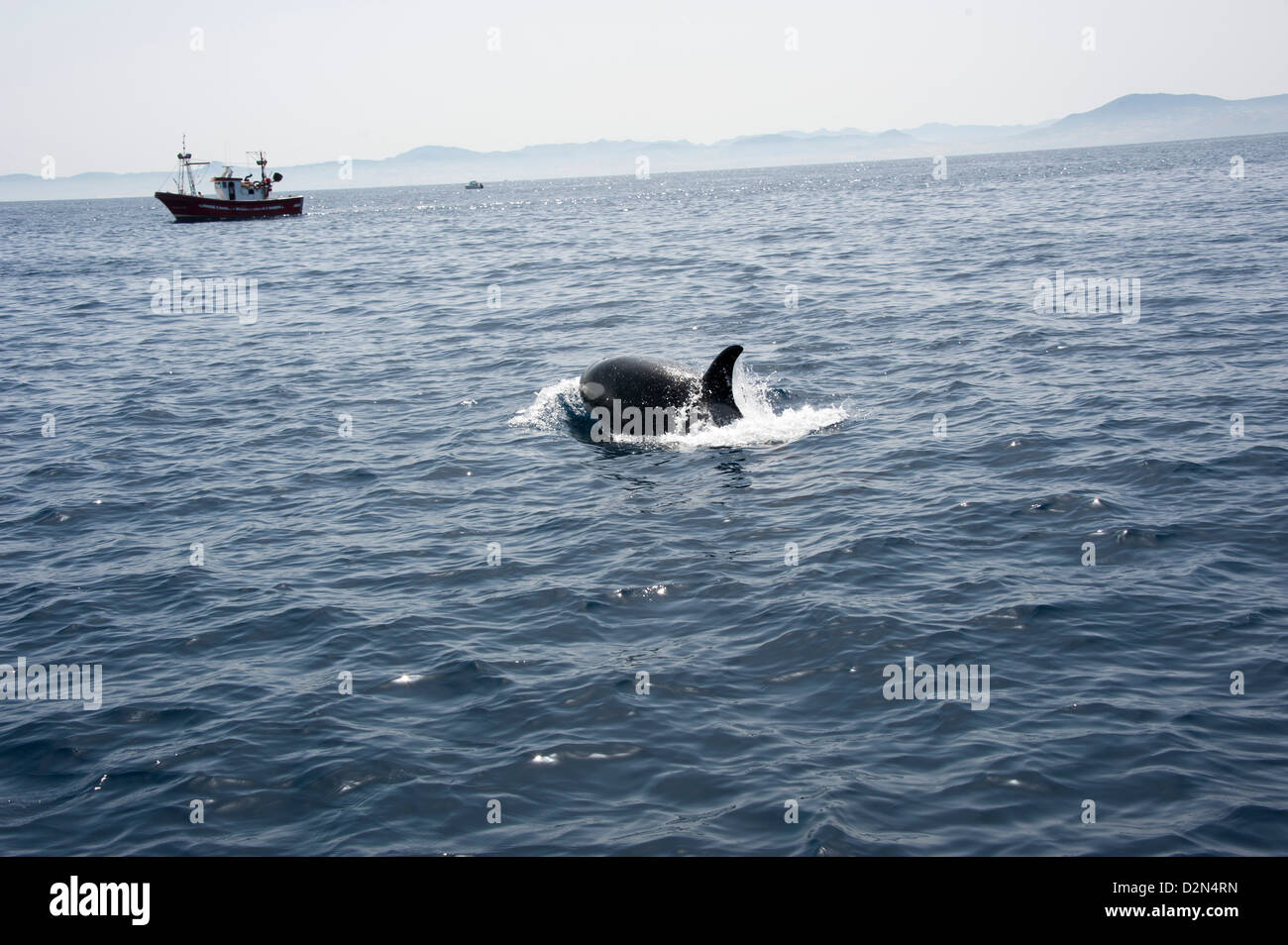 Orca et bateaux de pêche dans le détroit de Gibraltar, de l'Europe Banque D'Images