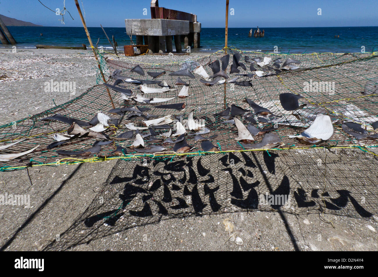 Les nageoires de requin séchant au soleil, Golfe de Californie (Mer de Cortez), Baja California Sur, au Mexique, en Amérique du Nord Banque D'Images