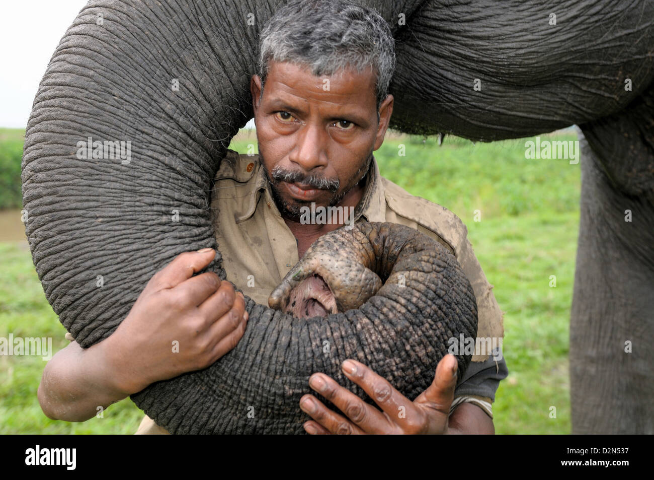 Un éléphant avec son cornac, animal de Kaziranga, Assam, Inde, Asie Banque D'Images