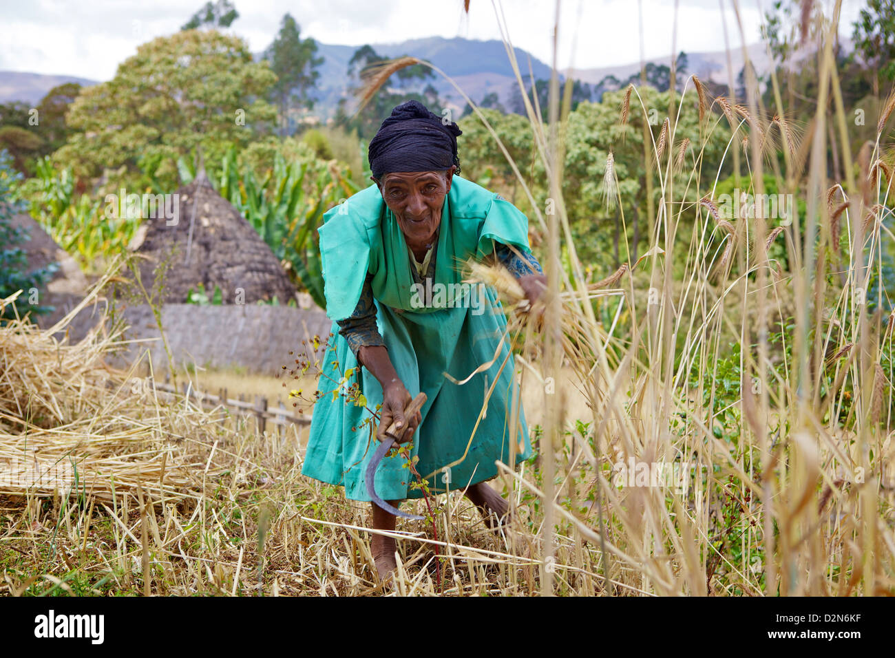 Coupe dame, blé Chencha, Dorze, Ethiopie, Afrique Banque D'Images