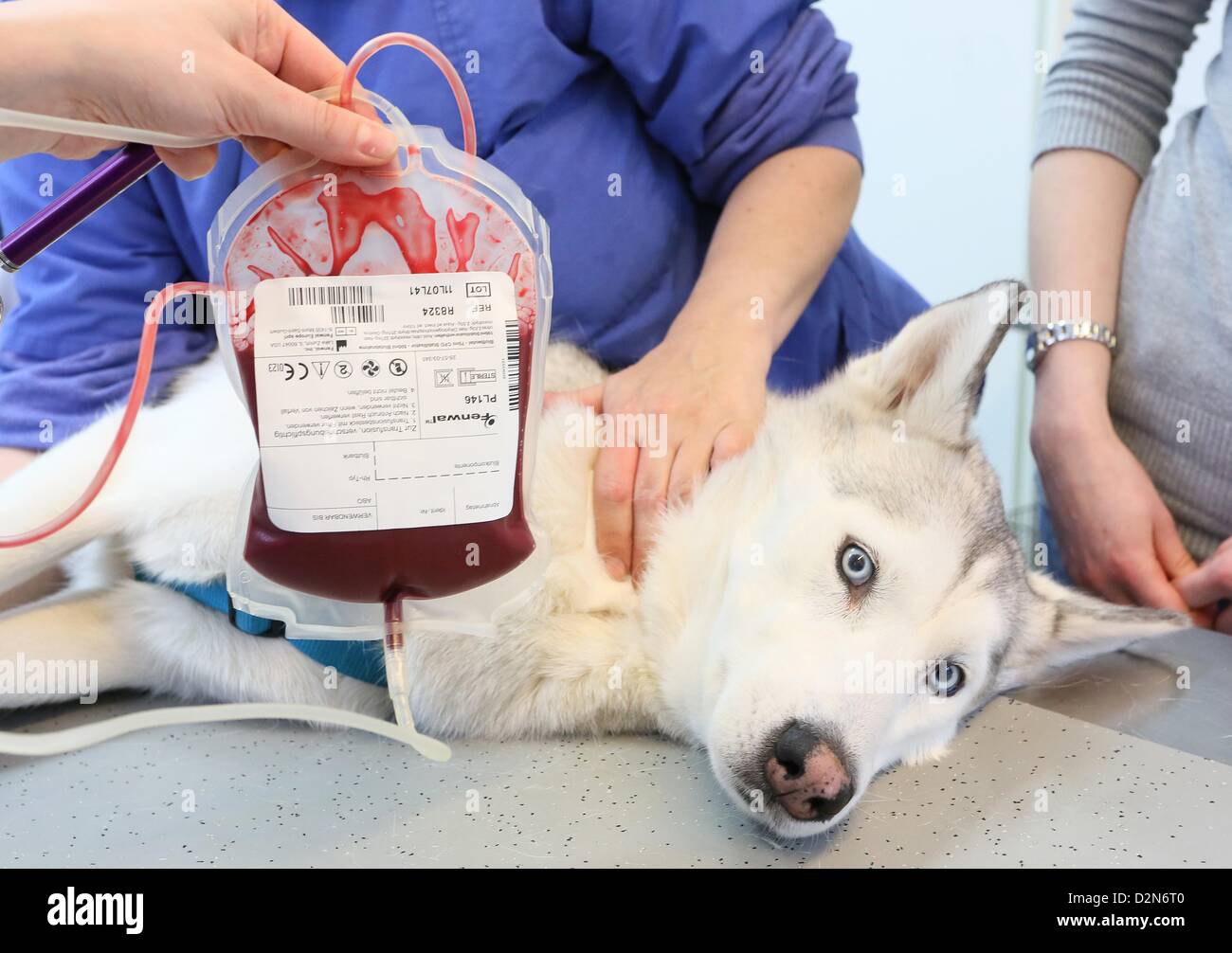 Sirius Husky se trouve sur une civière comme le sang est pris de lui à la clinique pour animaux de compagnie à Berlin, Allemagne, le 14 janvier 2013. Le petit snimal Clinic de l'Université Libre de Berlin a été la première institution offrant une banque de sang pour chiens et chats en 1996. Photo : Stephanie Pilick Banque D'Images