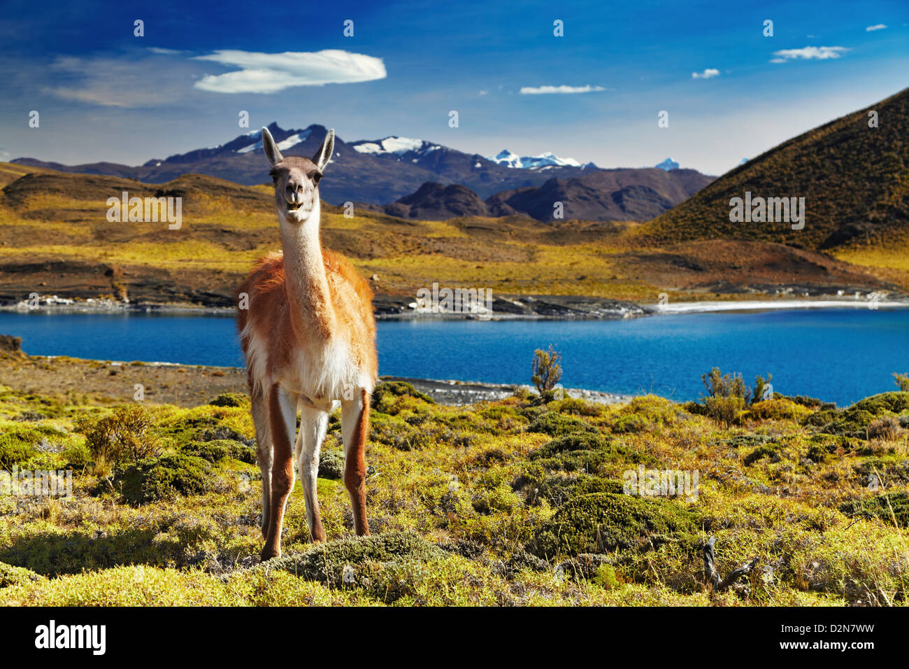 Guanacos dans le Parc National Torres del Paine, Patagonie, Chili Banque D'Images