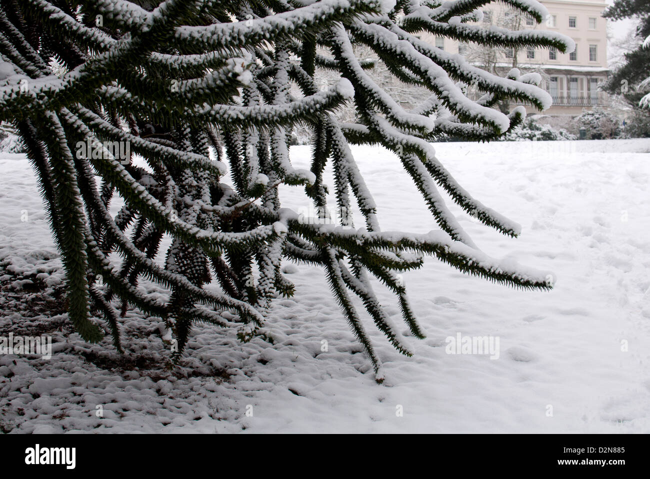 Monkey Puzzle arbre, Araucaria araucana, en hiver avec de la neige Banque D'Images