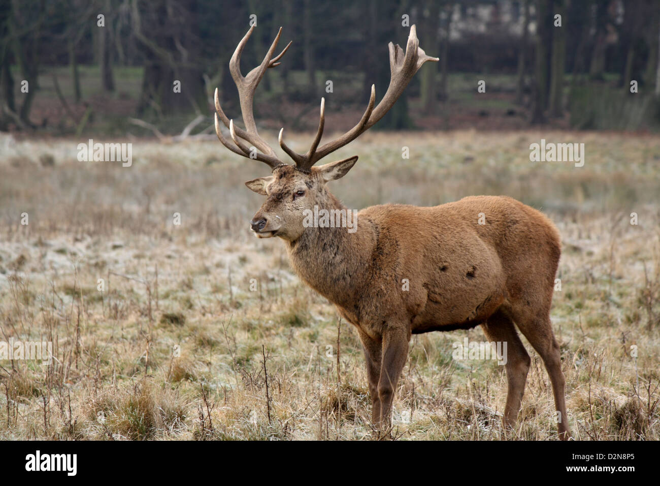 Profil de côté d'un cerf à Wollaton Hall et Deer Park Banque D'Images