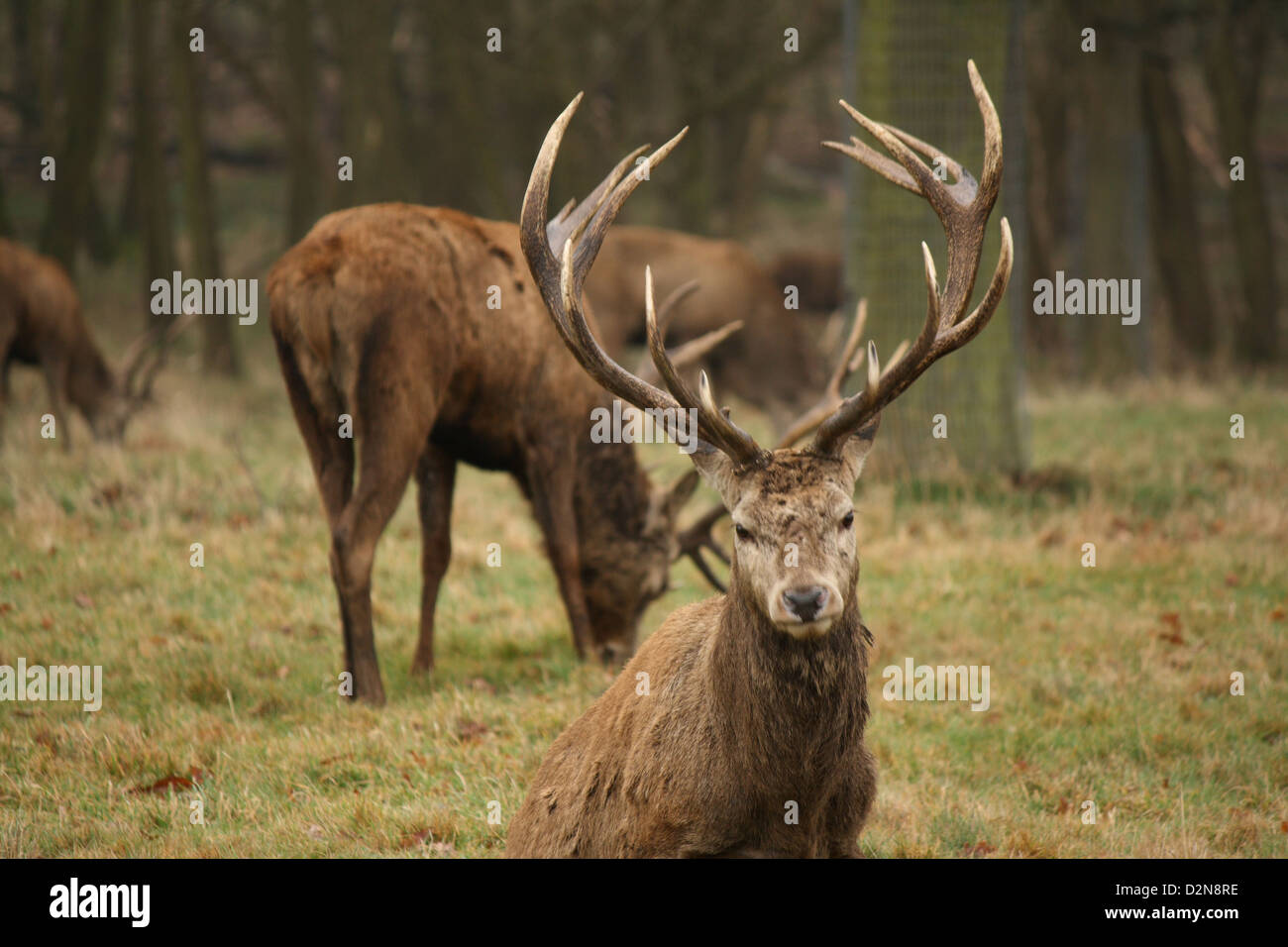 Portrait d'un cerf Banque D'Images