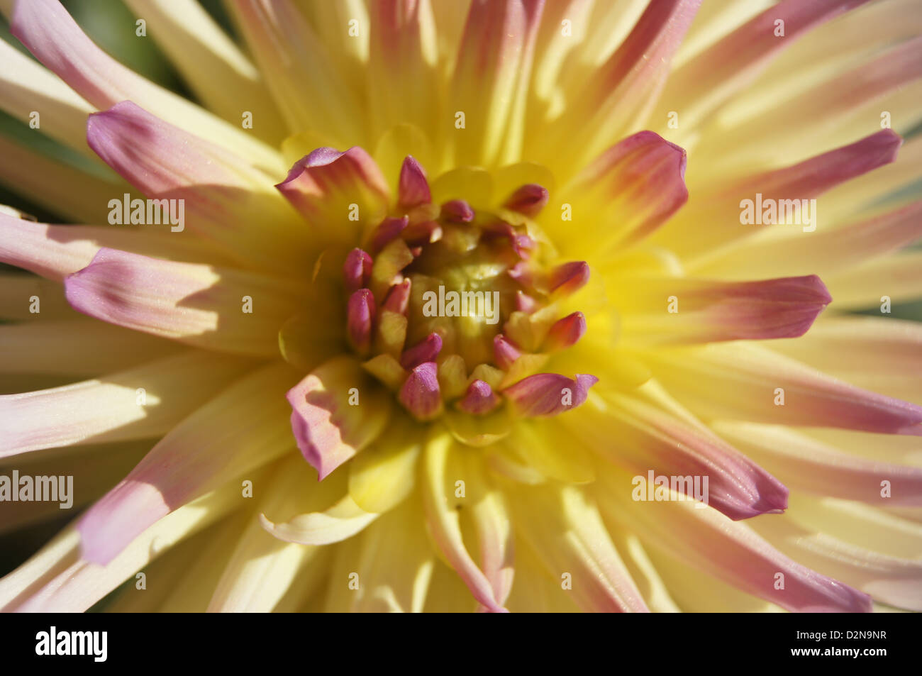 Jaune et rose dahlia cactus '', close-up Banque D'Images