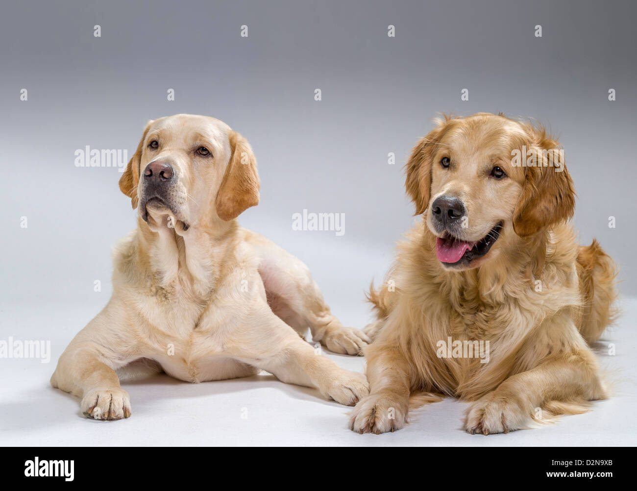 Portrait d'un Golden Retriever et Labrador Retriever jaune couché. Les jeunes chiens en formation. Banque D'Images