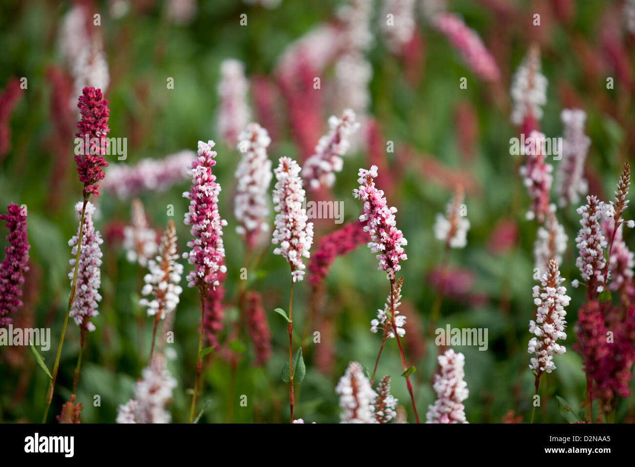 Persicaria affinis 'Superba' - Renouée bistorte Banque D'Images