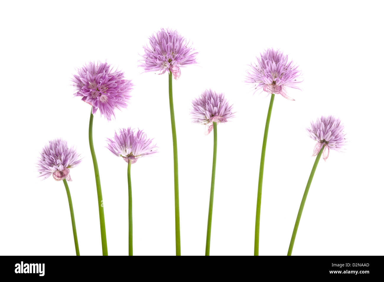 Allium schoenoprasum ciboulette fleurs isolé sur fond blanc. Banque D'Images