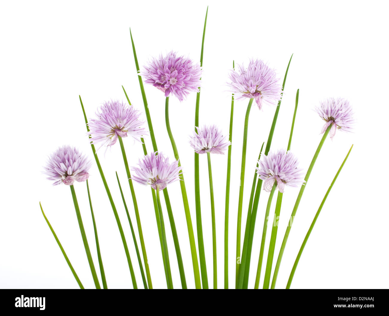 Allium schoenoprasum ciboulette fleurs isolé sur fond blanc. Banque D'Images