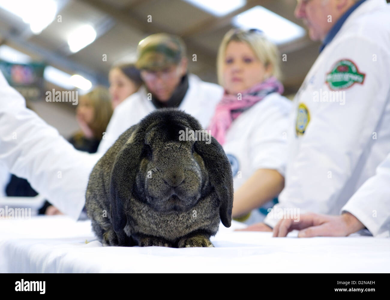 Lapin avec un petit pet show Banque D'Images