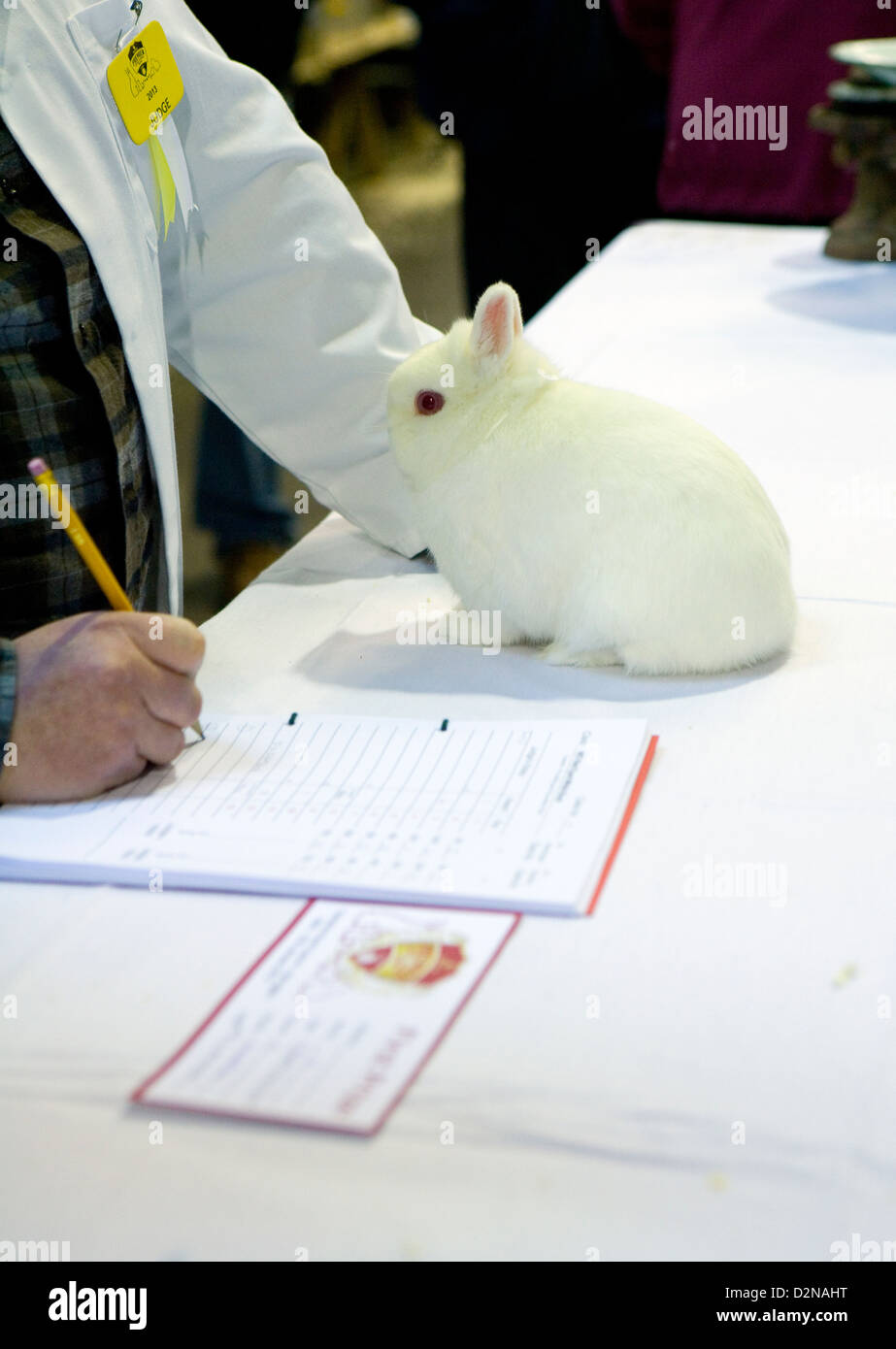 Lapin avec un petit pet show étant jugé Banque D'Images