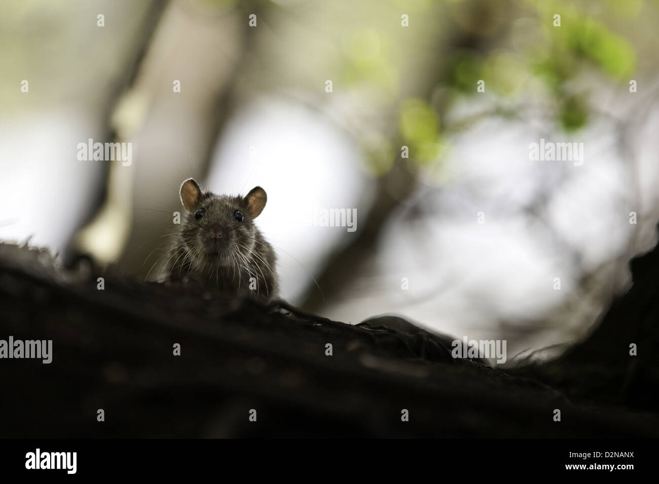 Rat sauvage photographié au lac swanpool, Falmouth, Cornwall Banque D'Images