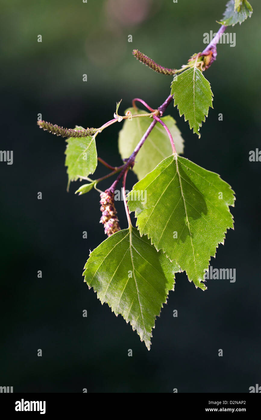 Bouleau, une branche de feuilles et de chatons (Betula sp. ) Au printemps Banque D'Images
