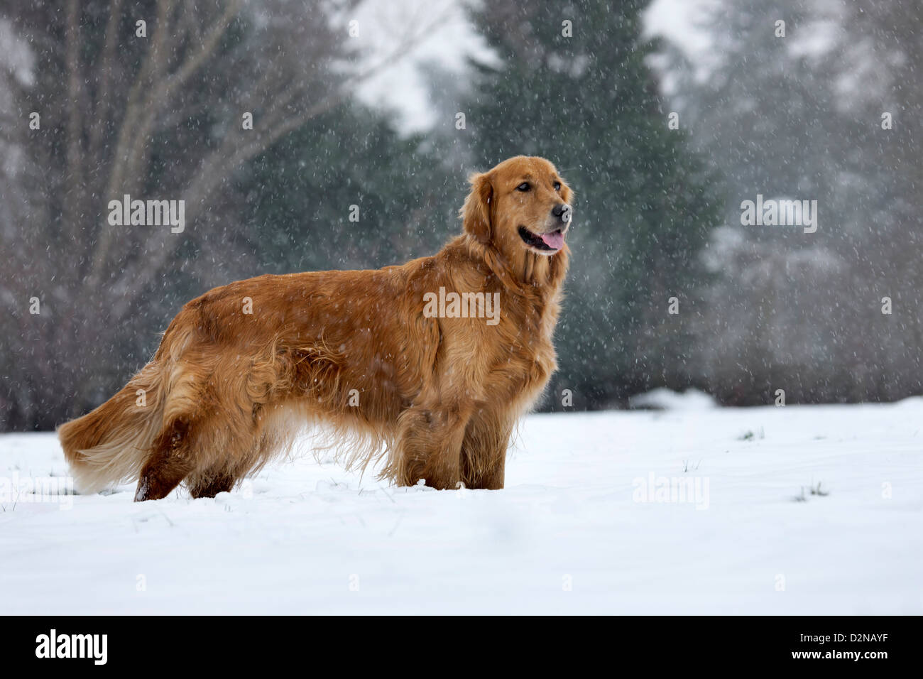 Golden retriever dog dans la neige dans la neige en hiver au cours du parc Banque D'Images