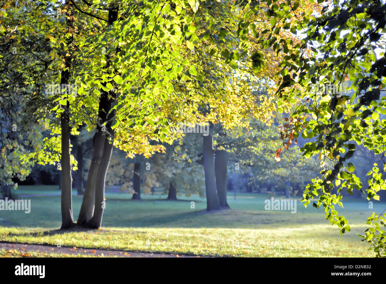 Un parc avec des arbres à feuilles caduques Banque D'Images