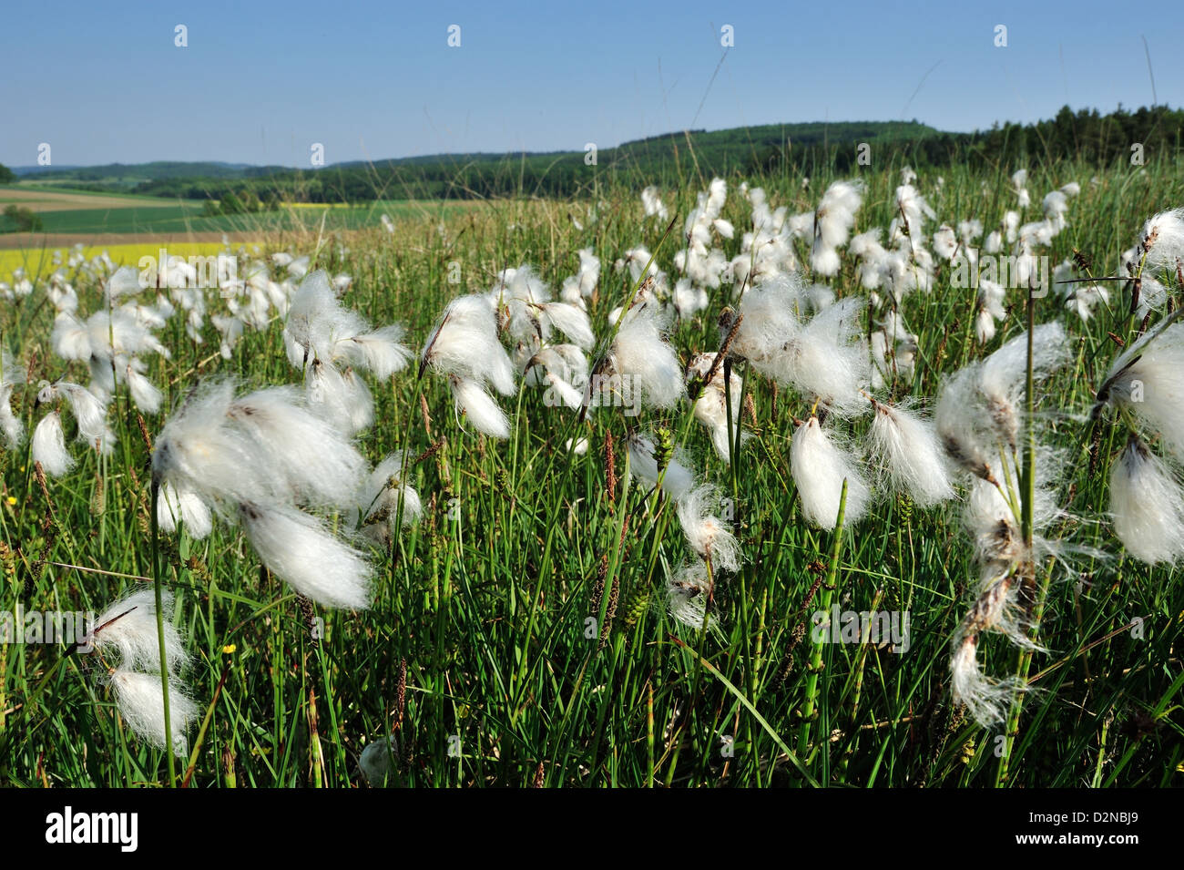 Breitblaettriges Wollgras Eriophorum latifolium) Coton de l'• Ries, Bayern, Deutschland Banque D'Images