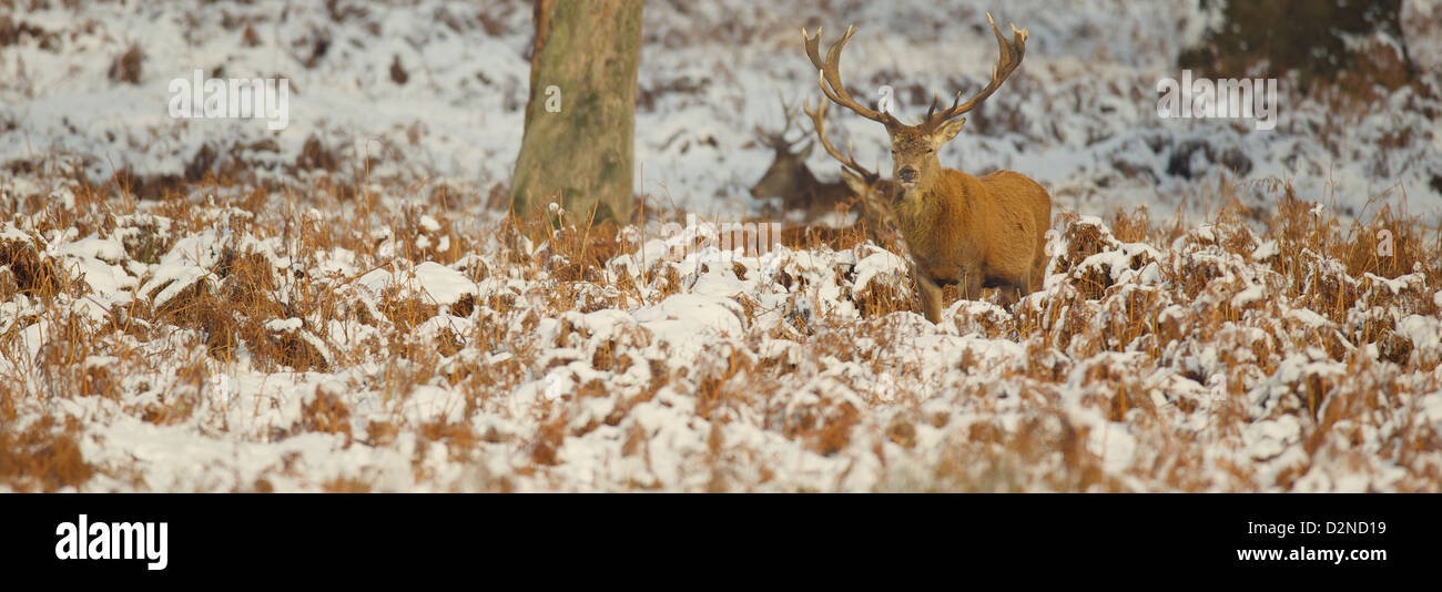 Cerfs mâles à Richmond Park sur une après-midi hivers Banque D'Images