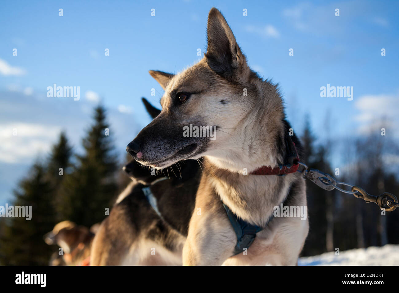 Polar suédois race mélangée chiens de traîneau Husky Alaska Banque D'Images