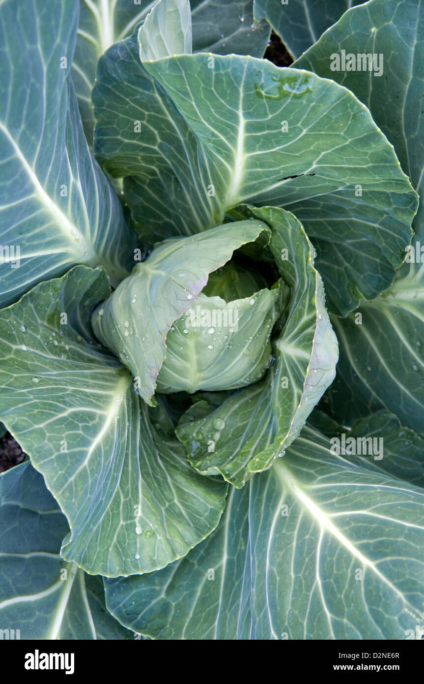 Close up of organic accueil grandi de plus en plus chou vert dans jardin avec des gouttelettes d'eau sur les feuilles Banque D'Images