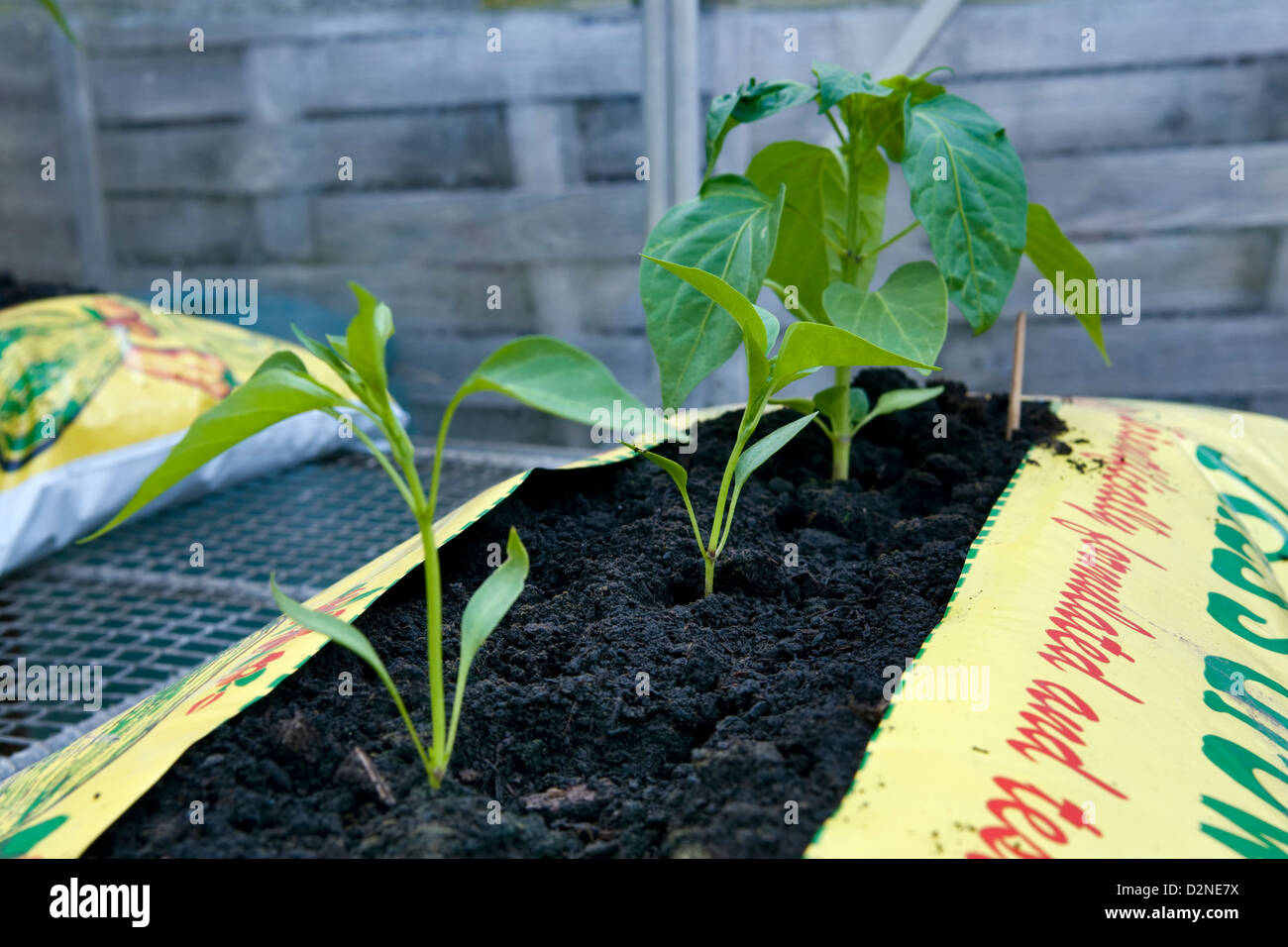 Le piment plante poussant dans growbag in greenhouse Banque D'Images