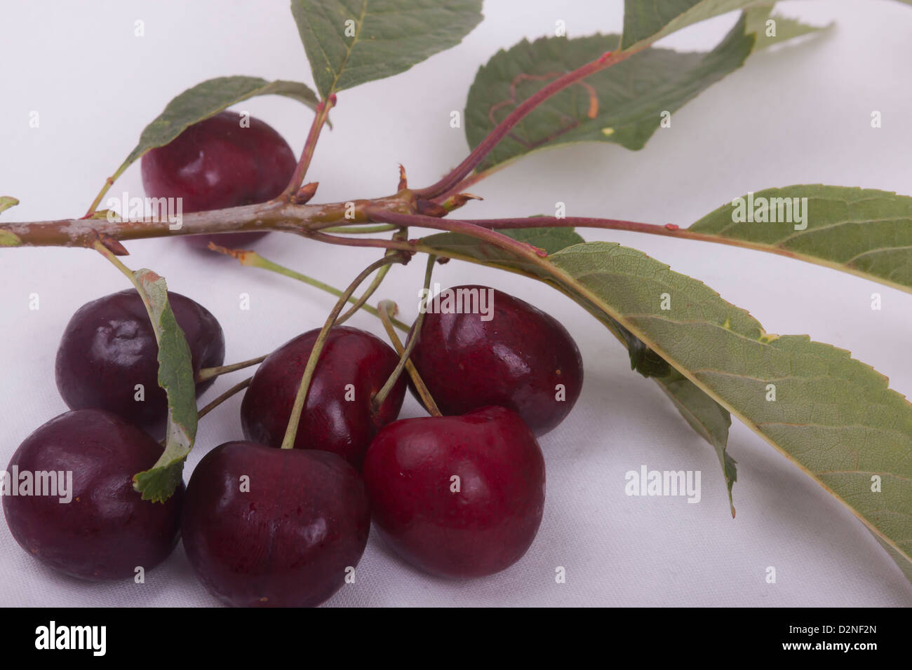 Photo de cerises sucrées sur fond blanc Banque D'Images