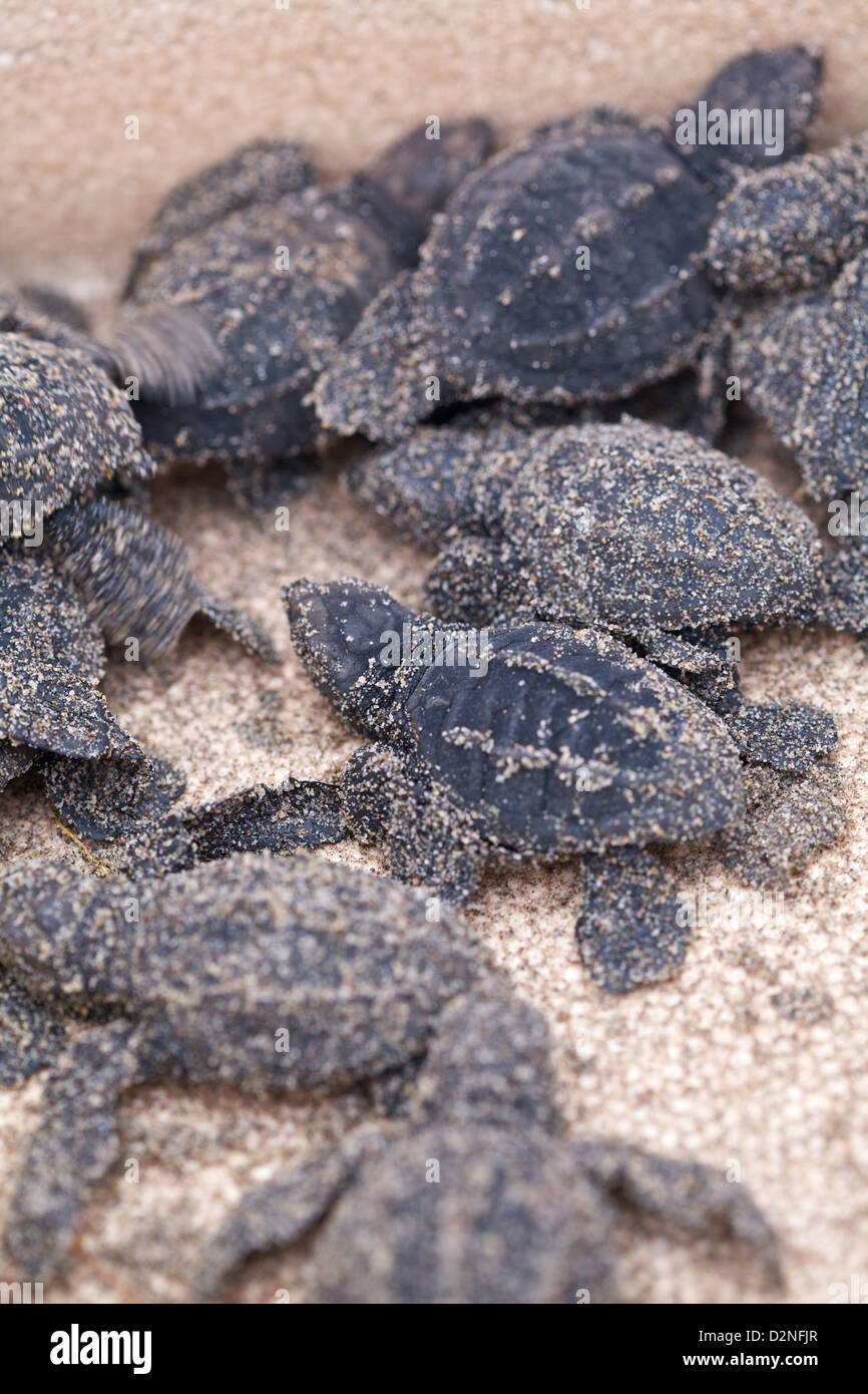 Bébés tortues de mer dans une glacière, prêts à être libérés à Mazatlan, Mexique Banque D'Images