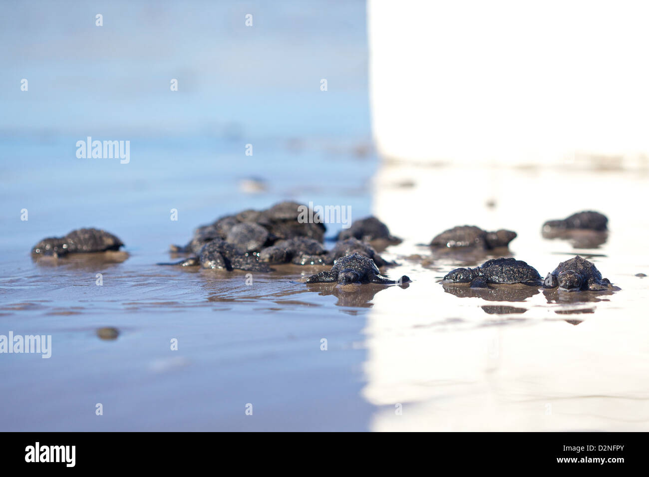 Groupe de bébés tortues relâchés sur la plage de Mazatlan, au Mexique. Banque D'Images