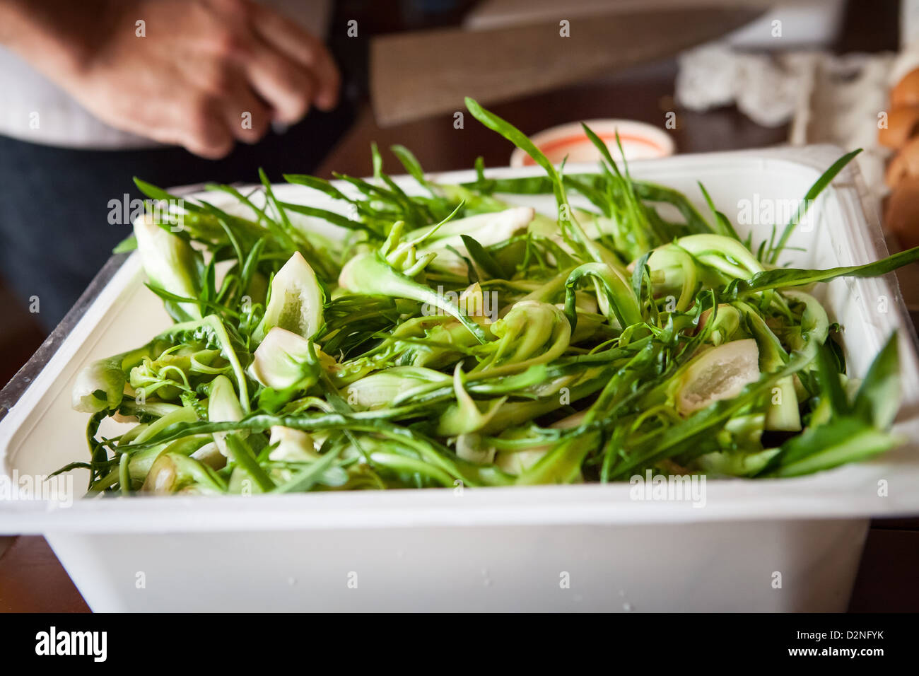 Chicorée cultivés localement lavés et prêts à être utilisés dans les recettes traditionnelles de la région des Pouilles dans le sud de l'Italie. Banque D'Images