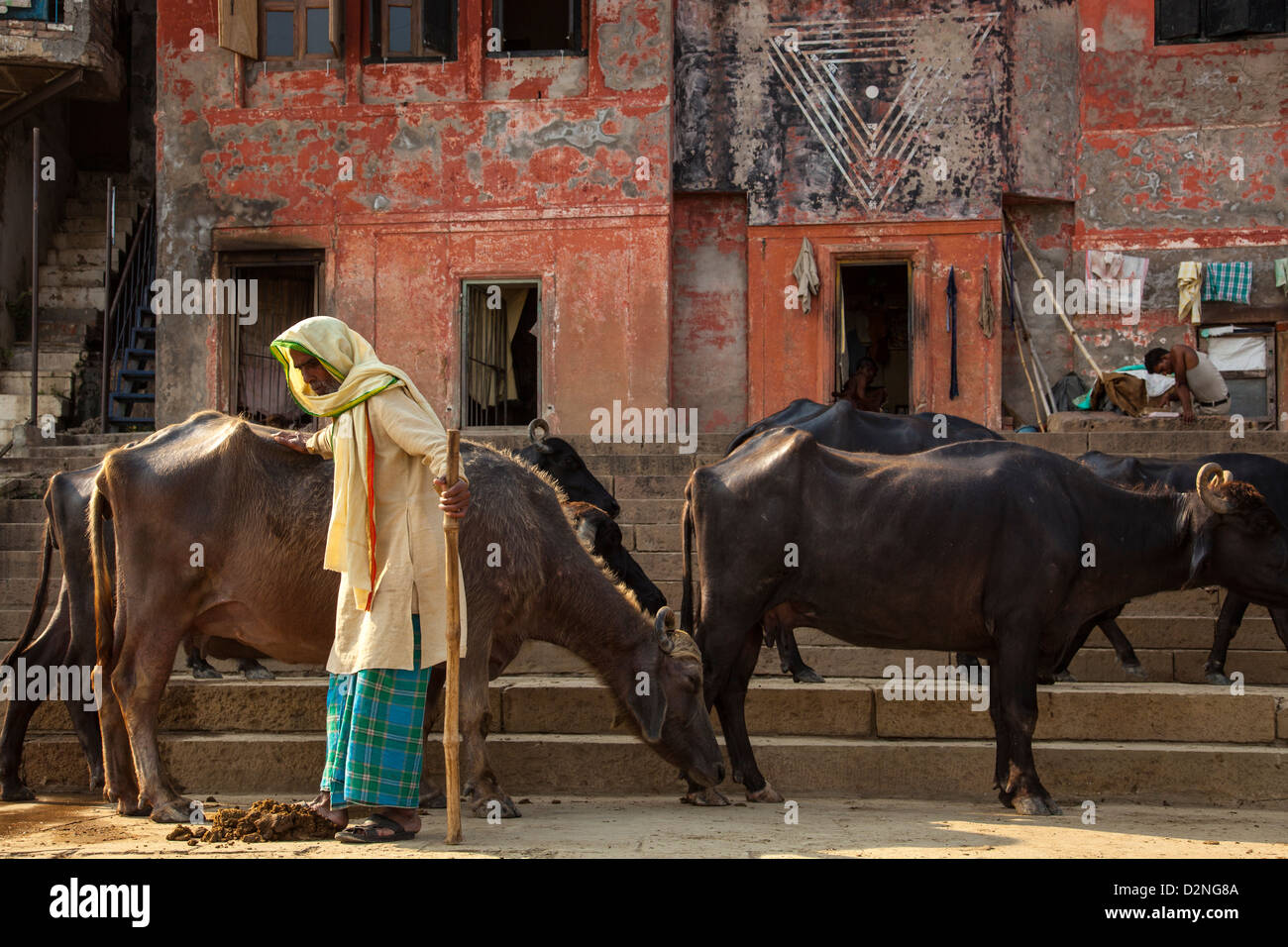 Éleveur de vache, Varanasi, Inde Banque D'Images