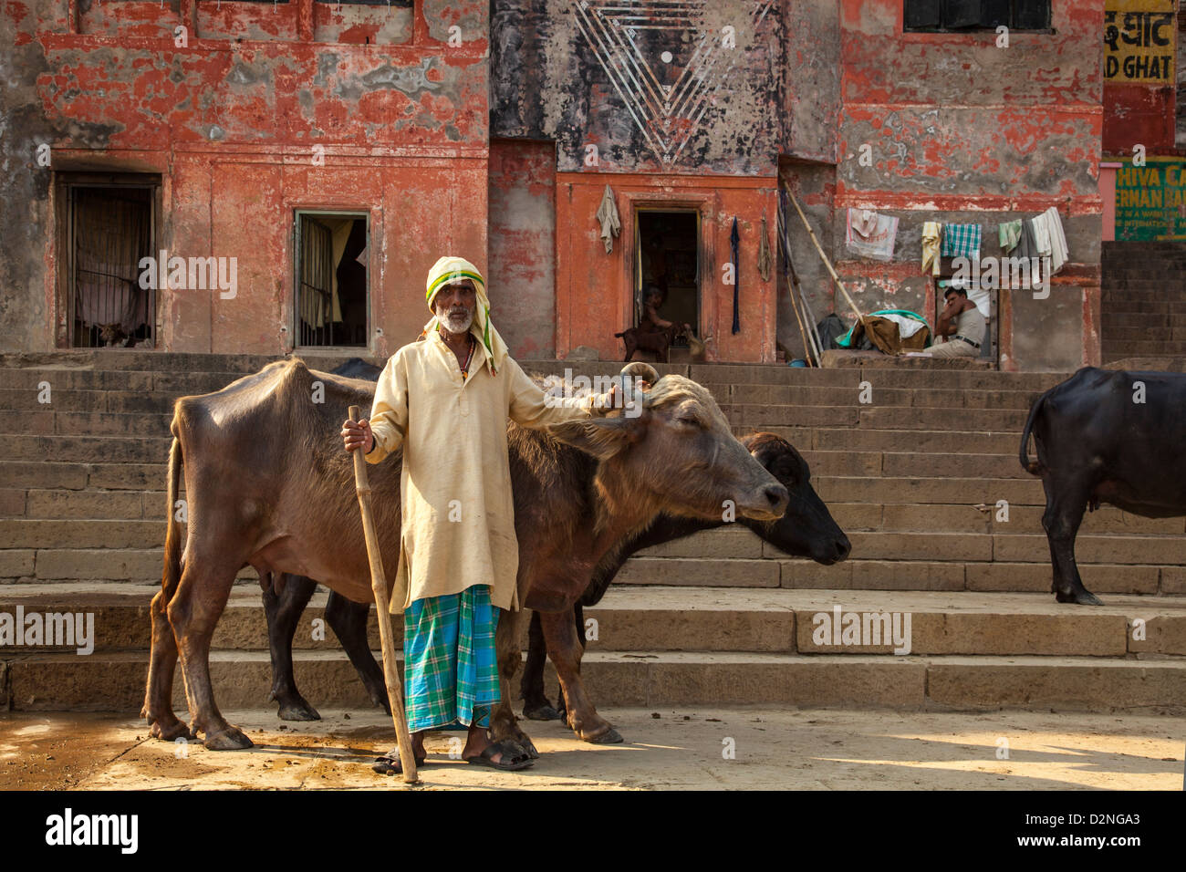 Éleveur de vache, Varanasi, Inde Banque D'Images