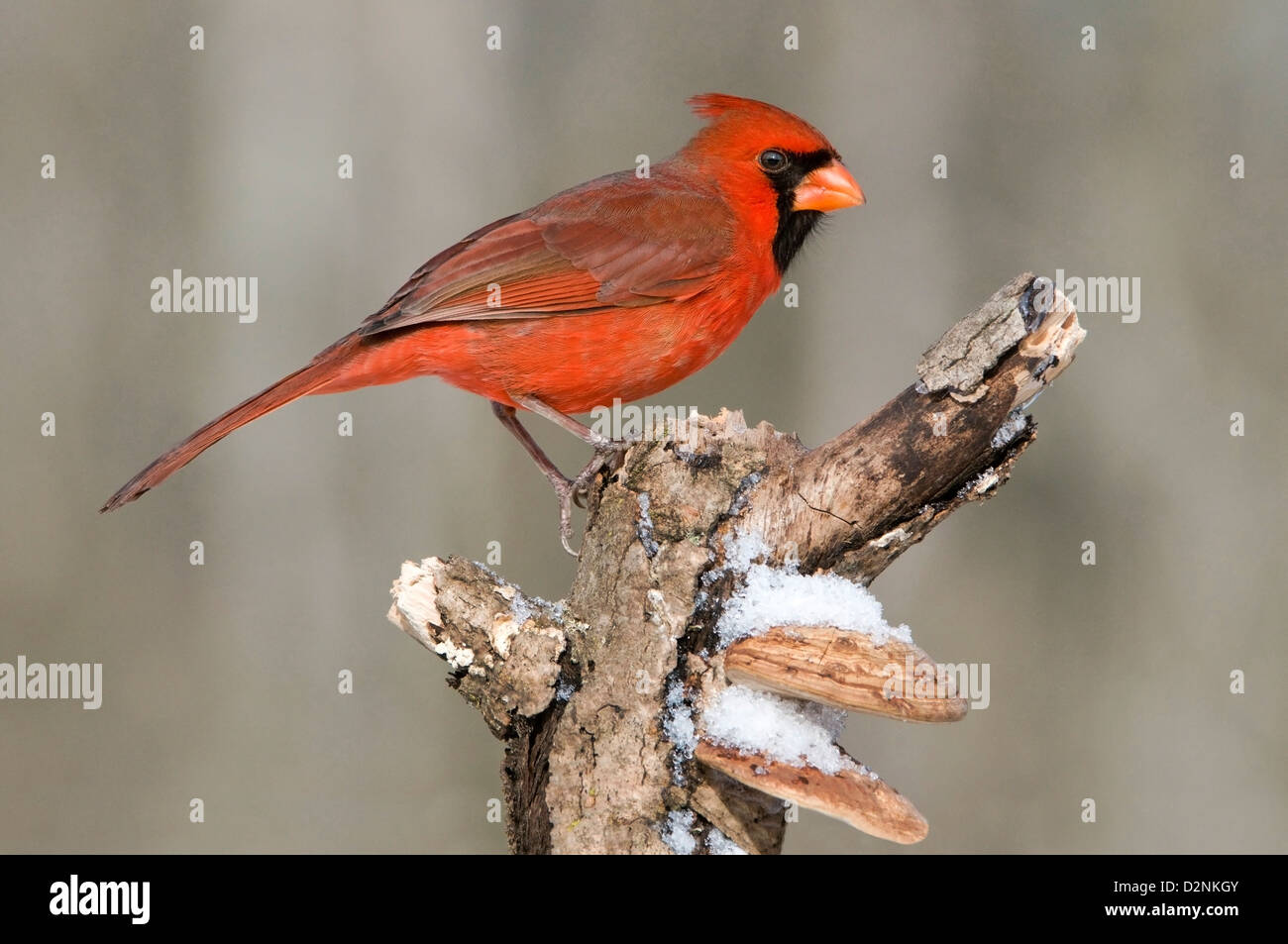 Cardinal rouge Cardinalis cardinalis homme perché sur souche d'arbre est de l'Amérique du Nord Banque D'Images