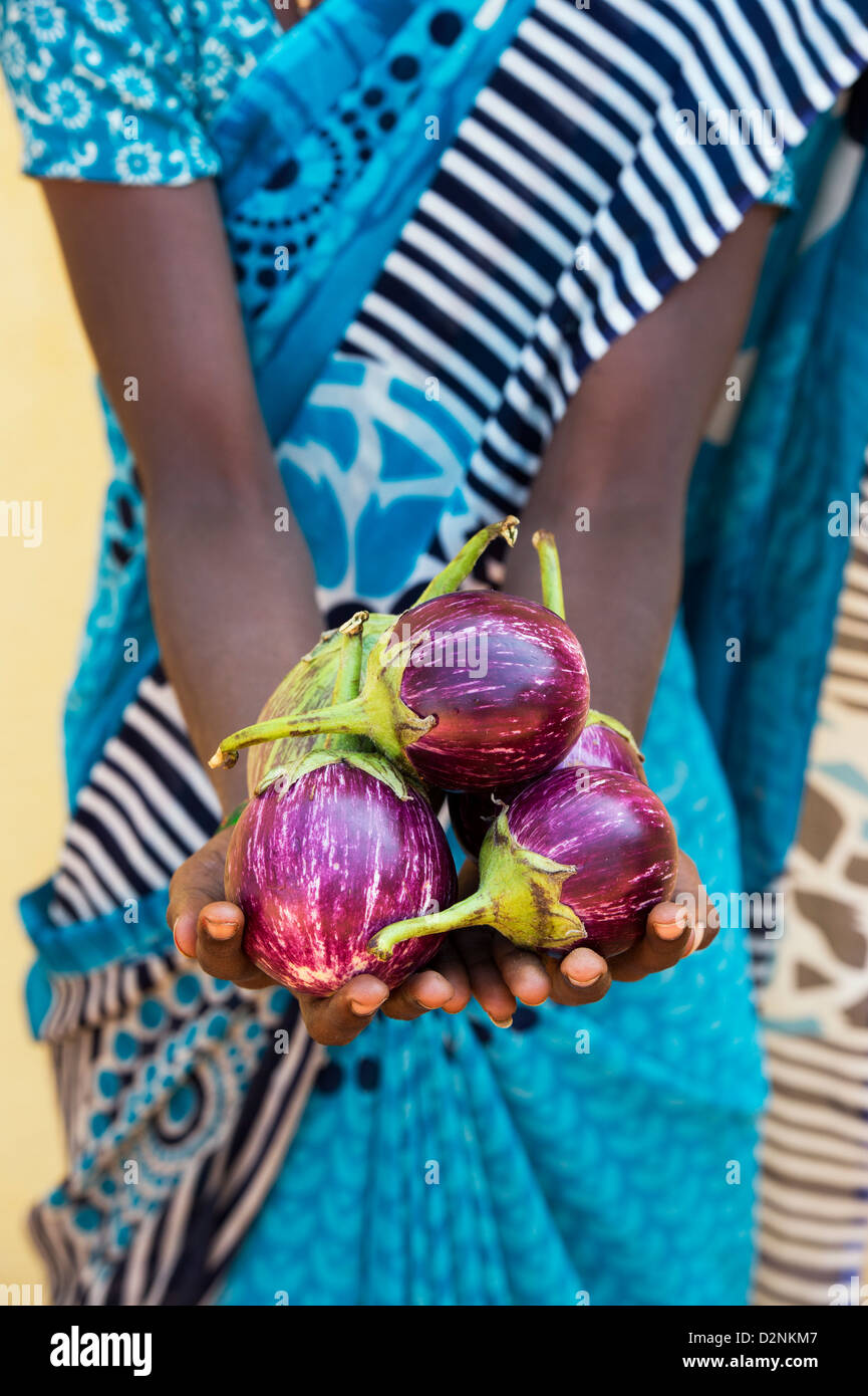 Village de l'Inde rurale woman holding aubergine brinjal (aubergine) dans ses mains. L'Andhra Pradesh, Inde Banque D'Images