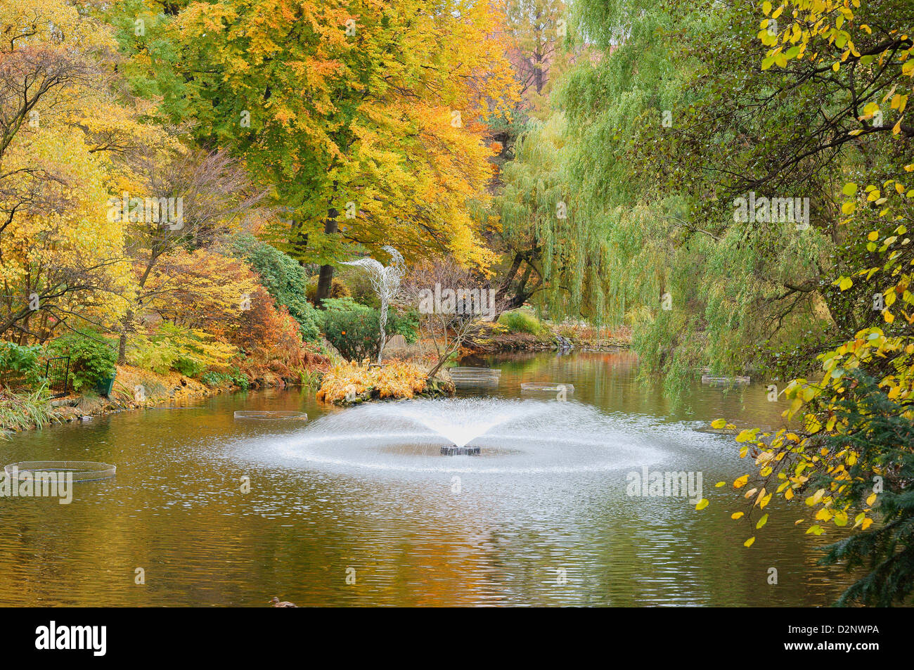 Le silence de l'eau paisible tranquille avec les feuilles tombées en automne Jardin botanique de Wroclaw Banque D'Images