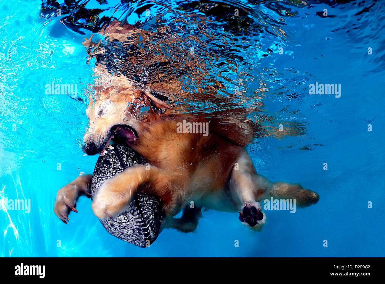 Golden Retriever Chien (Canis lupus familiaris) Nager dans une piscine et jouer avec son jouet Banque D'Images