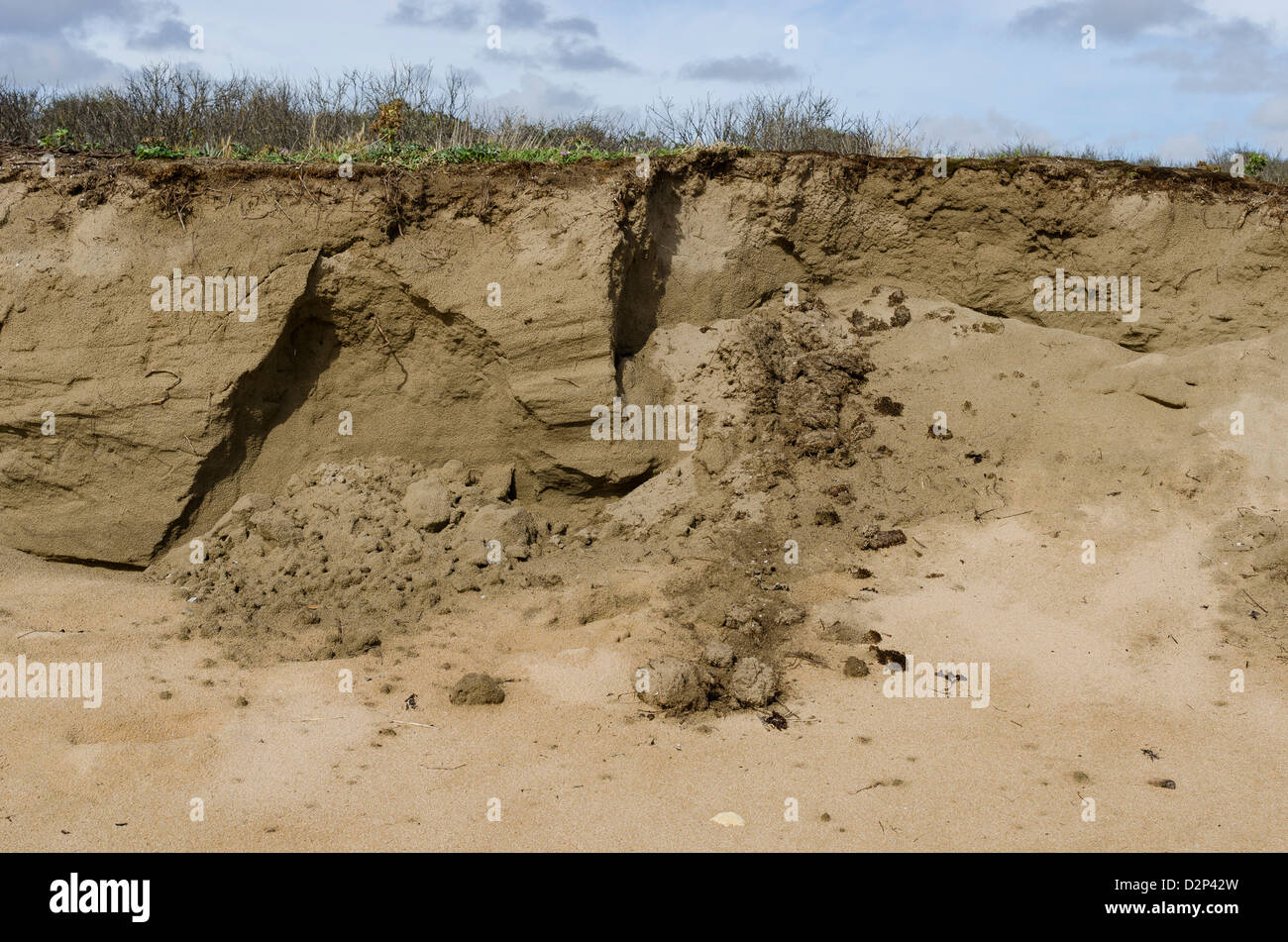 L'érosion des dunes de sable. La dérive de dunes côtières à la suite de tempêtes. Côte de l'Atlantique. La France. Banque D'Images