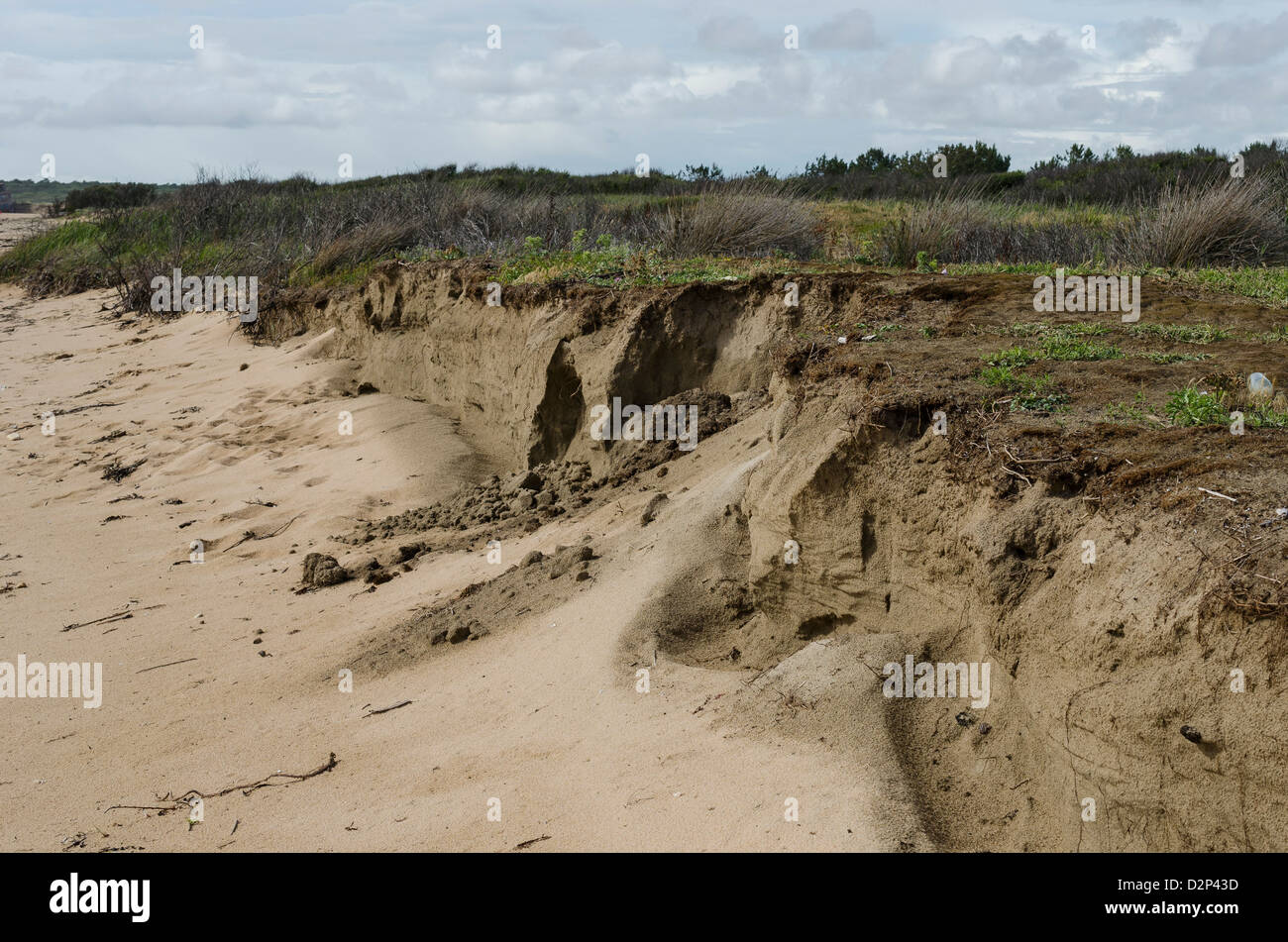 Attaque du gris gris ( ) dune après la destruction de l'avant-dune. Banque D'Images