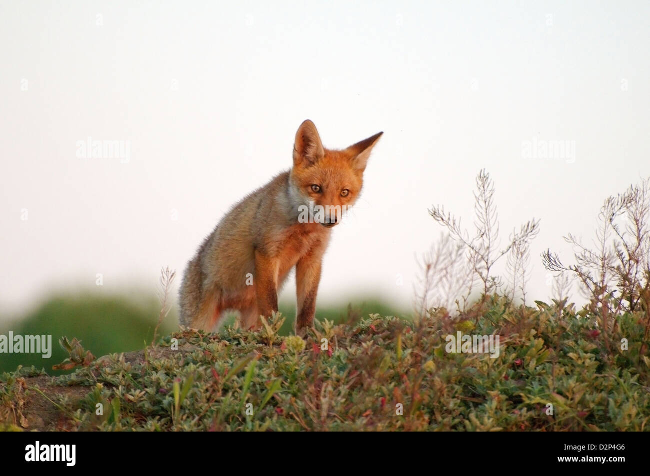 Le renard roux (Vulpes vulpes), les jeunes, Yermakov island, l'Ukraine, l'Europe de l'Est Banque D'Images