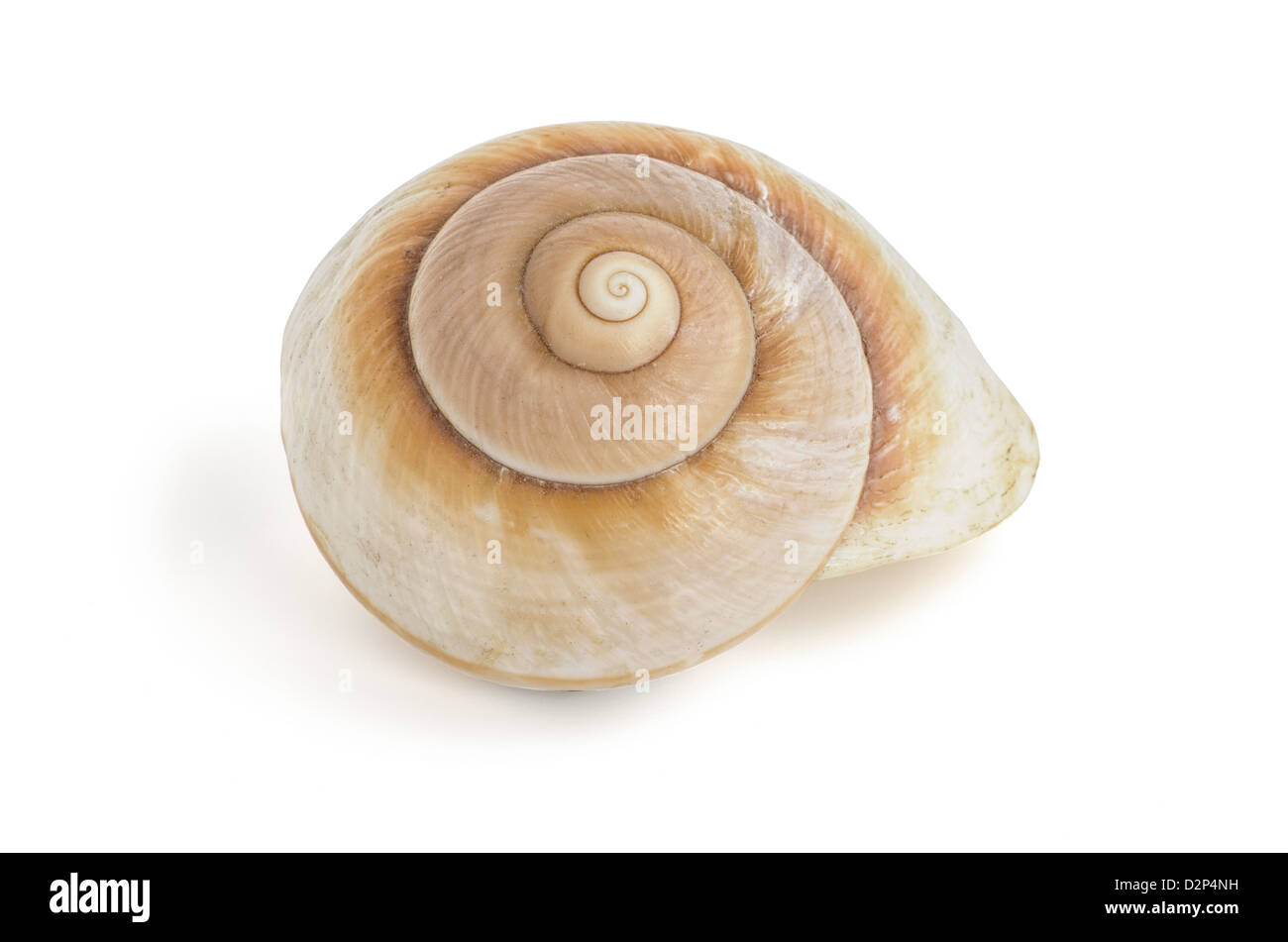 Brown coquille d'escargot de mer Banque D'Images