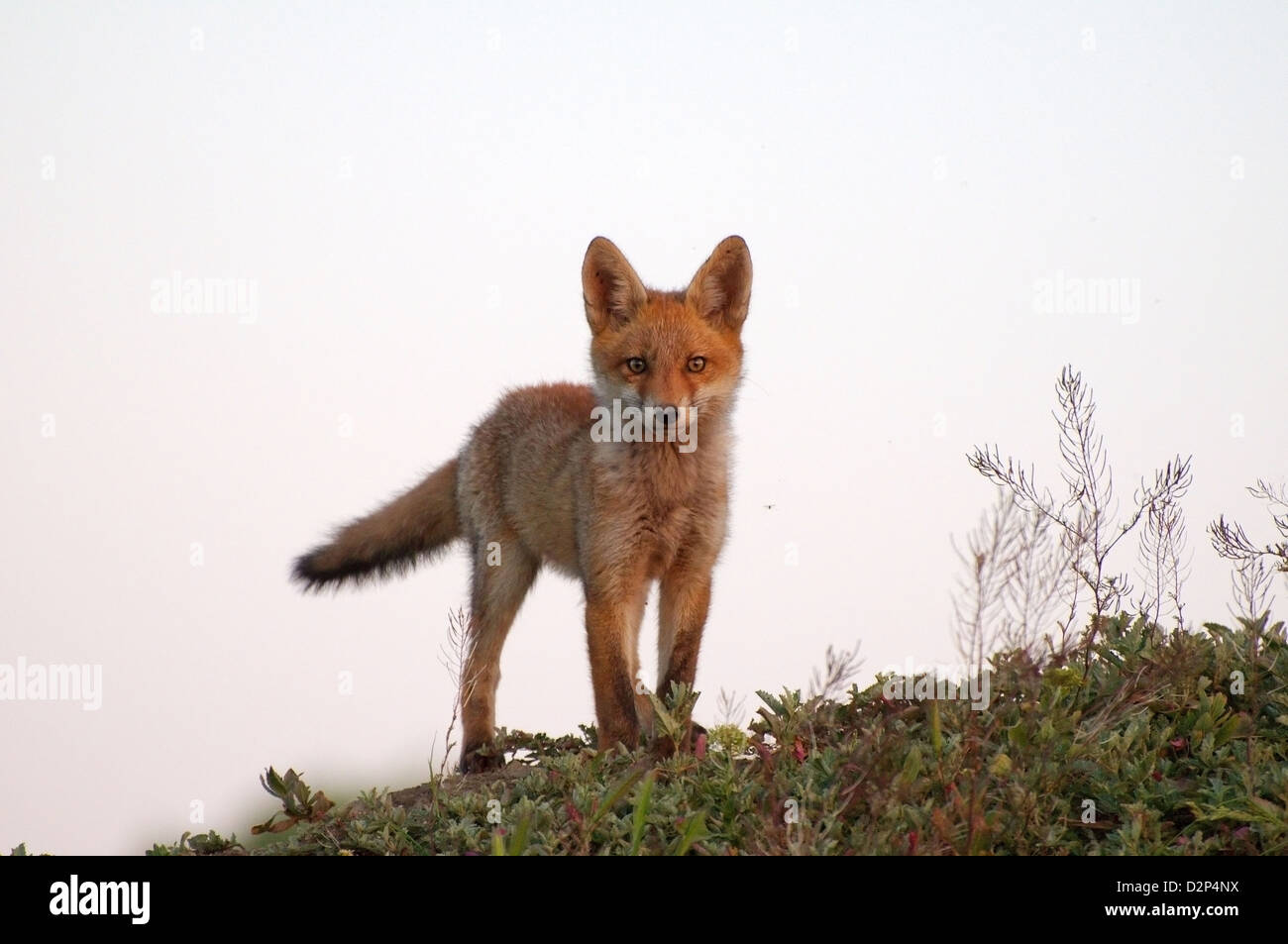 Le renard roux (Vulpes vulpes), les jeunes, Yermakov island, l'Ukraine, l'Europe de l'Est Banque D'Images
